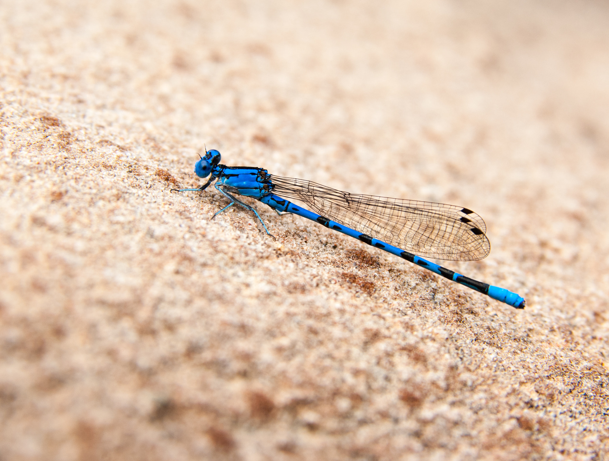 Nikon D2X sample photo. Blue dragon photography