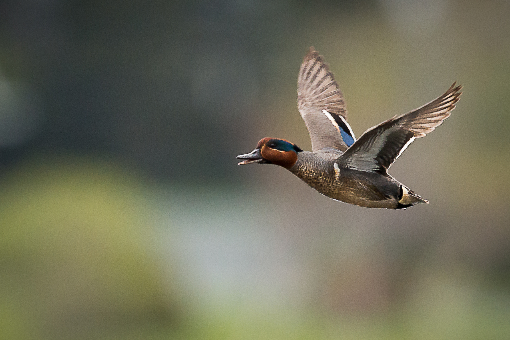 Nikon D800 + Nikon AF-S Nikkor 500mm F4G ED VR sample photo. Green winged teal iii photography