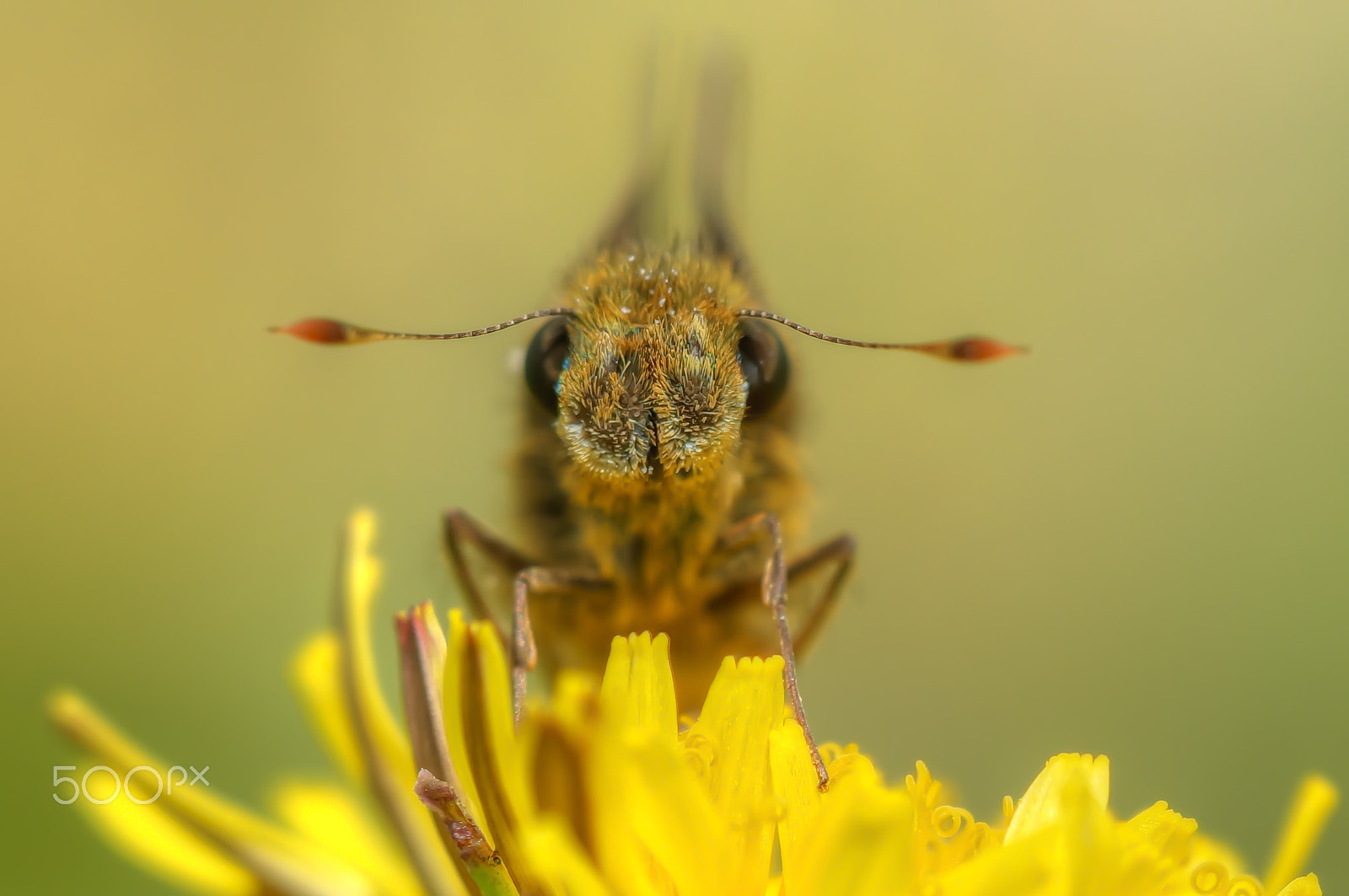 Sony SLT-A57 + Minolta AF 100mm F2.8 Macro [New] sample photo. Lovely skipper photography