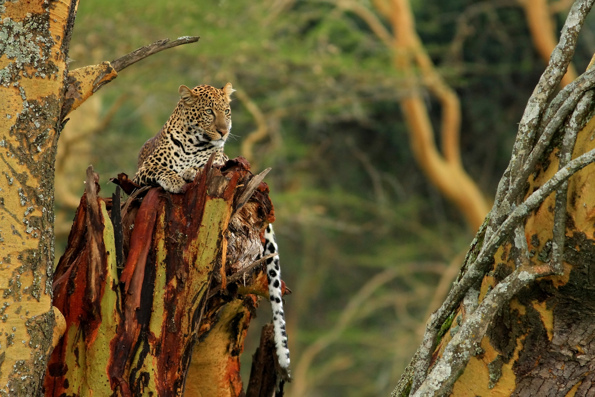 Canon EF 400mm F5.6L USM sample photo. Spotted prince photography