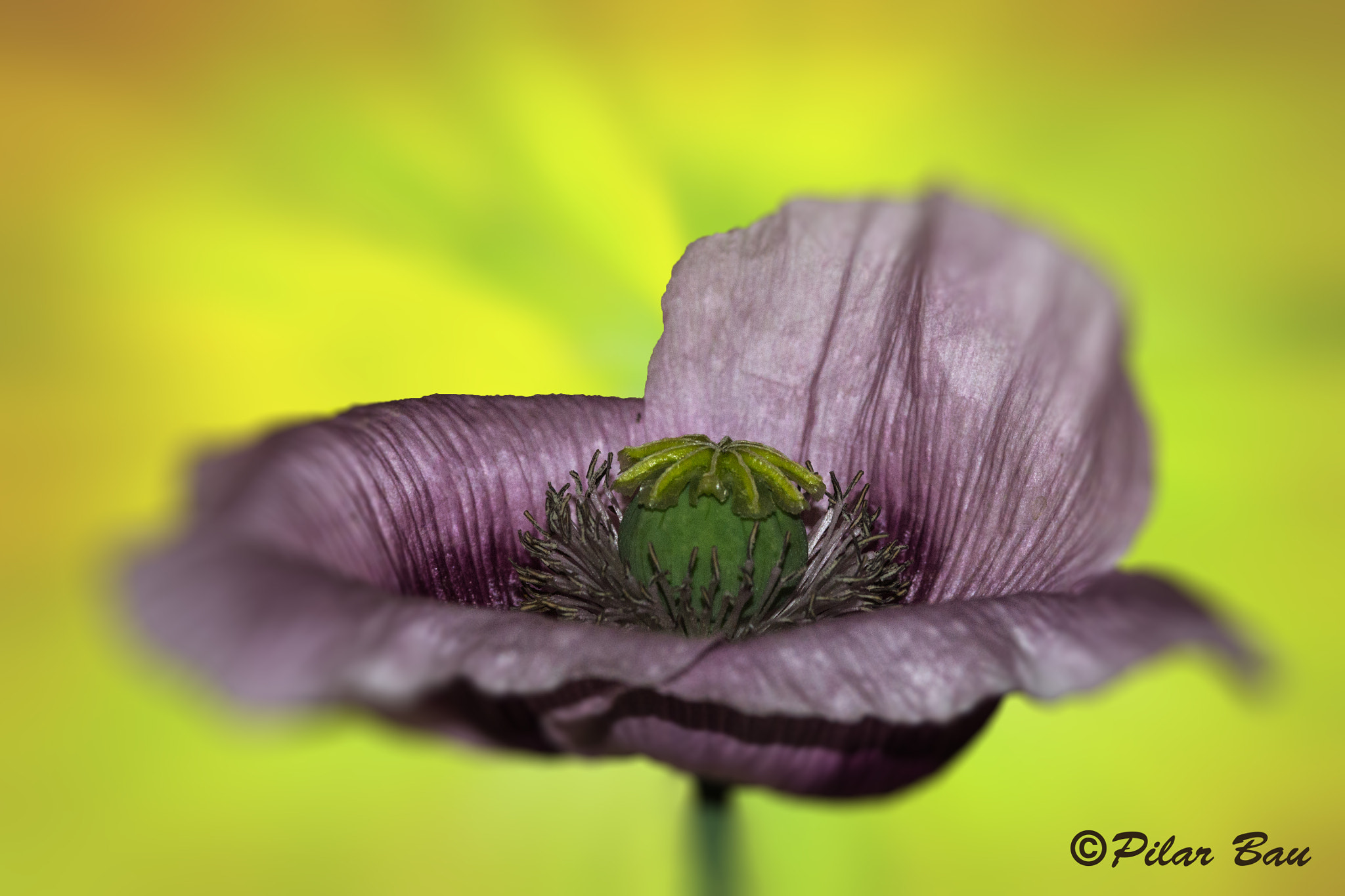 Nikon D3100 + AF Micro-Nikkor 105mm f/2.8 sample photo. Papaver somniferum photography