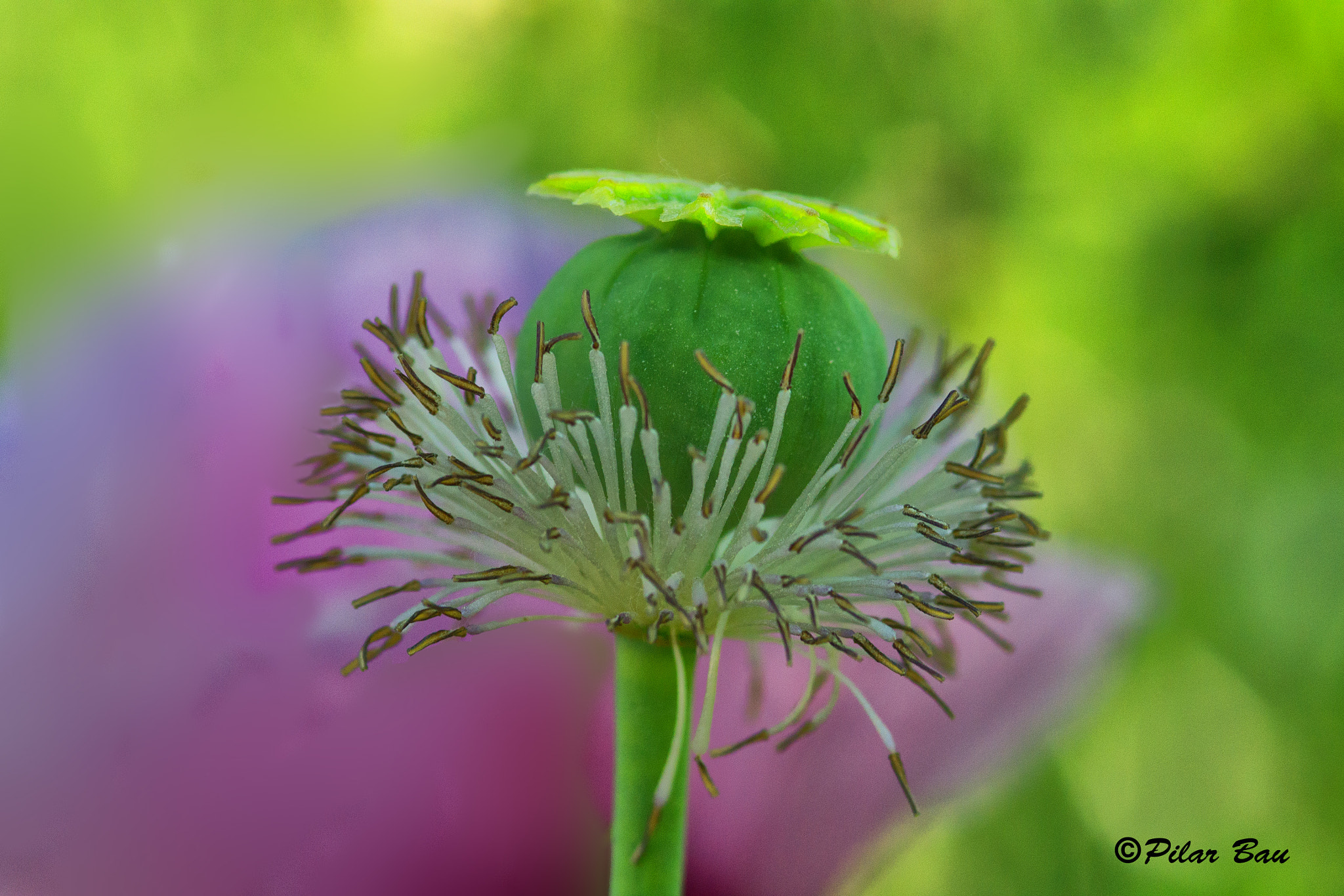 Nikon D3100 + AF Micro-Nikkor 105mm f/2.8 sample photo. Papaver somniferum 1 photography