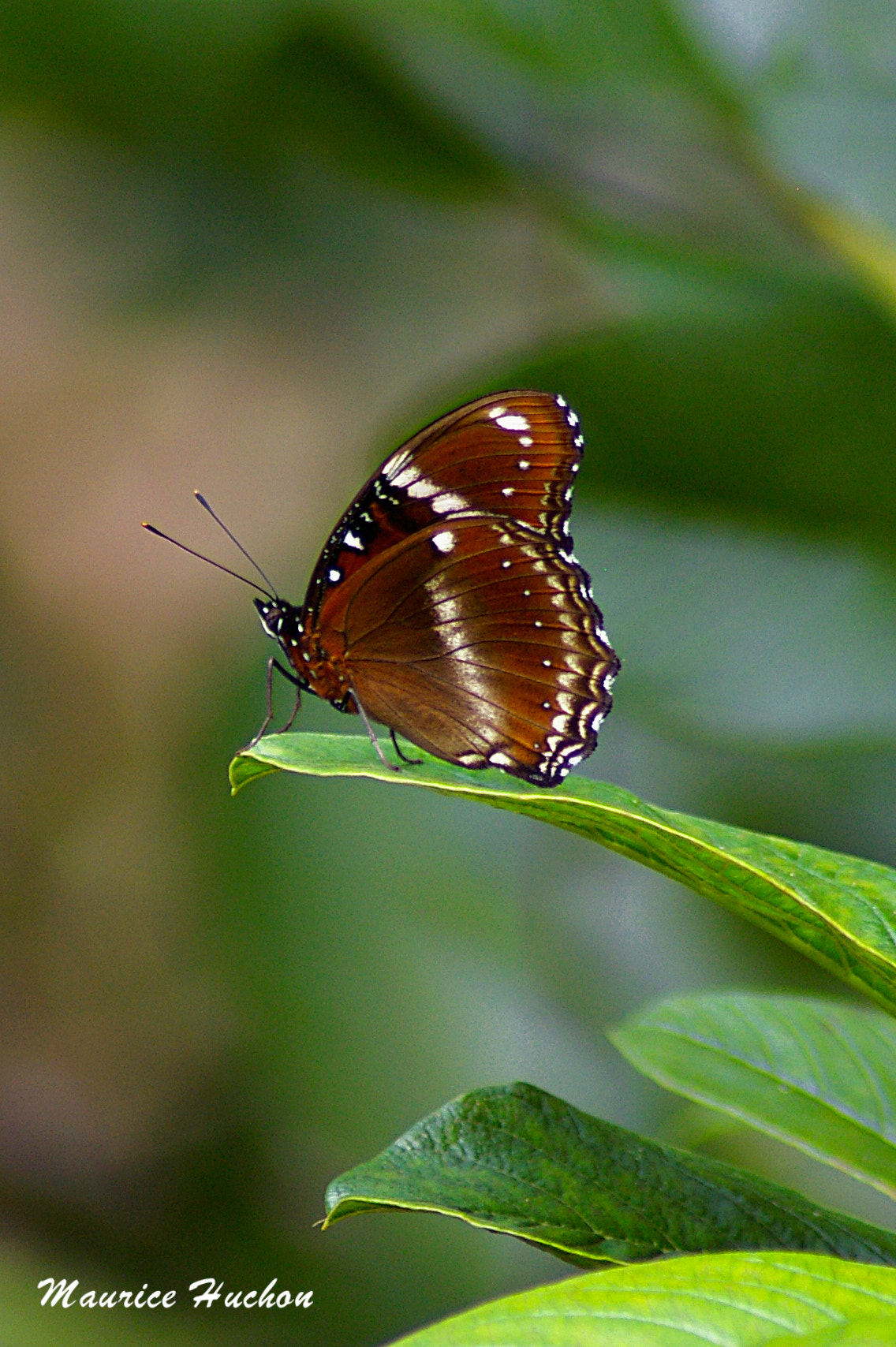 Tamron AF 70-300mm F4-5.6 Di LD Macro sample photo. Papillon de rimatara (polynésie) photography