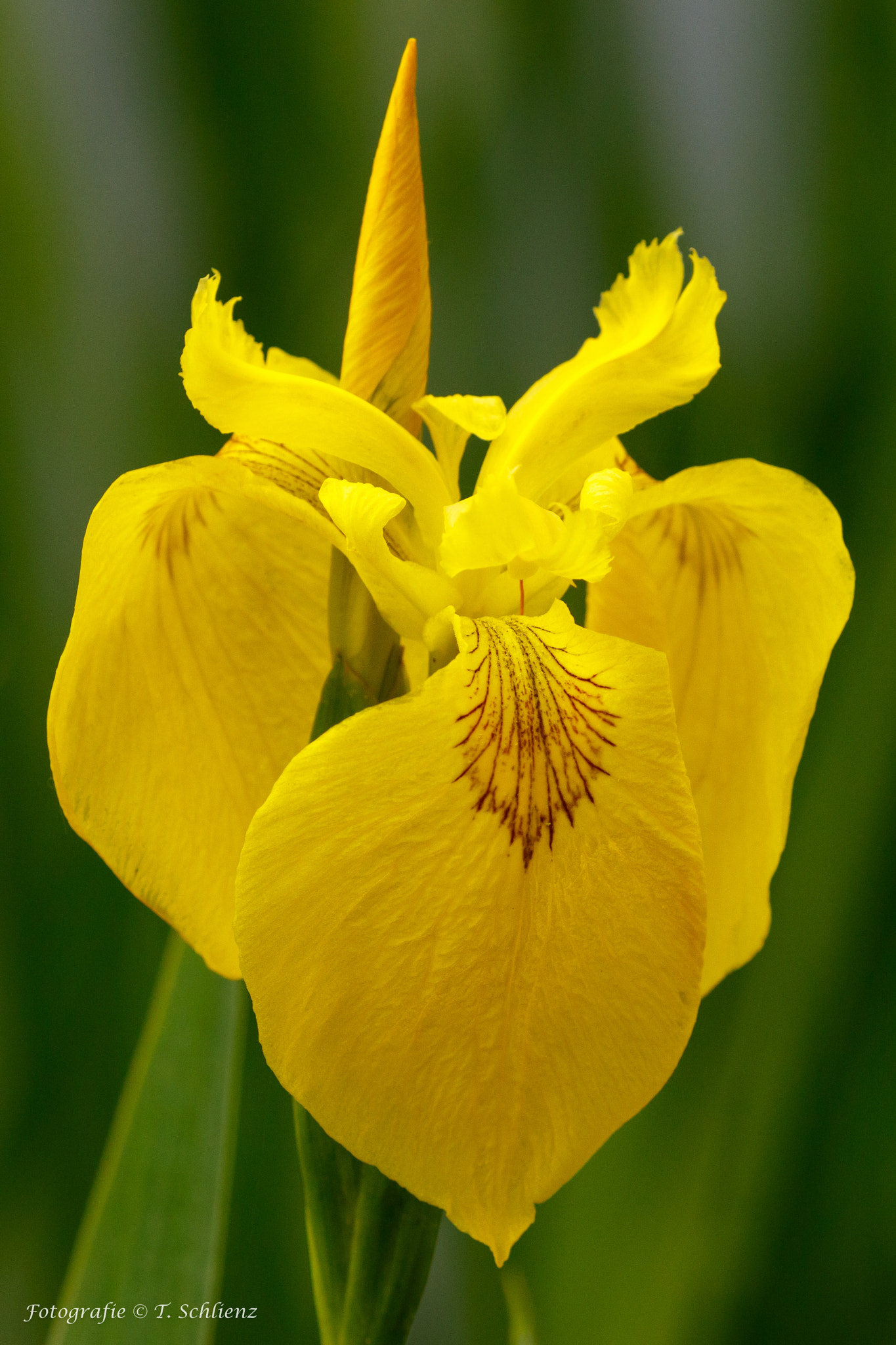 Canon EF 100-400mm F4.5-5.6L IS II USM sample photo. Beautiful flower.. photography