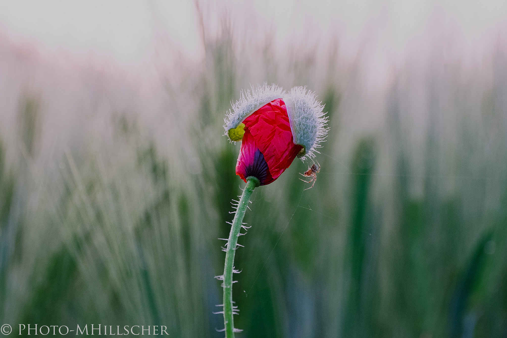 Fujifilm X-T1 + ZEISS Touit 50mm F2.8 sample photo. Spider and poppy photography