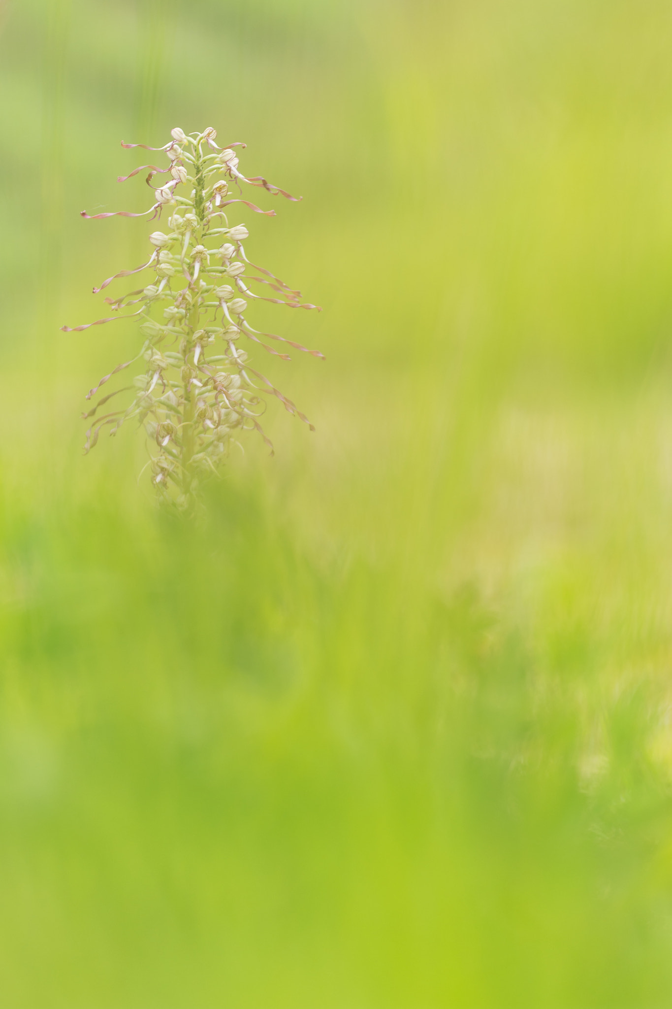 Sigma 150mm F2.8 EX DG Macro HSM sample photo. Himantoglossum hircinum photography