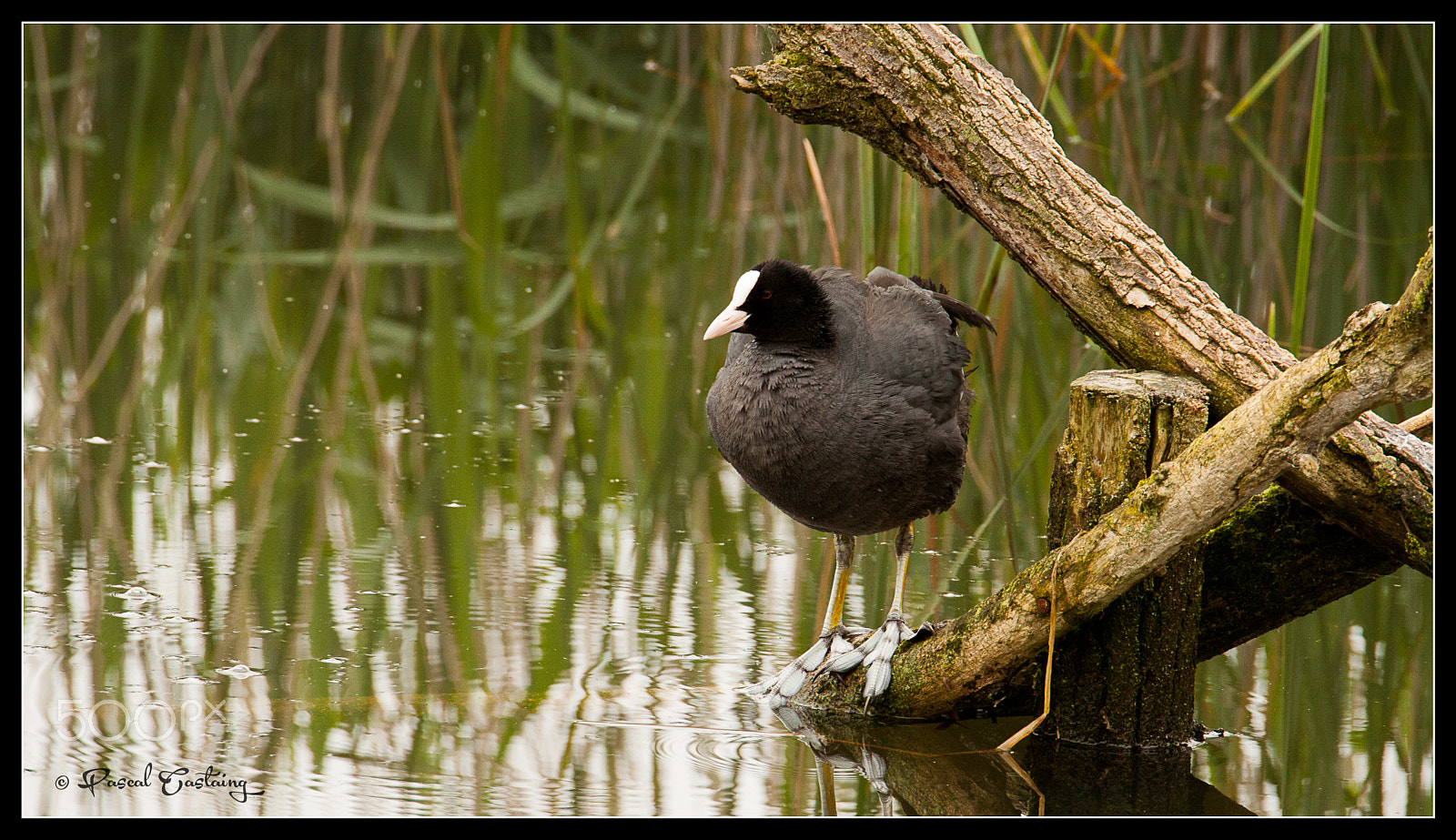 Tamron SP 150-600mm F5-6.3 Di VC USD sample photo. Moorhen st quentin yvelines photography