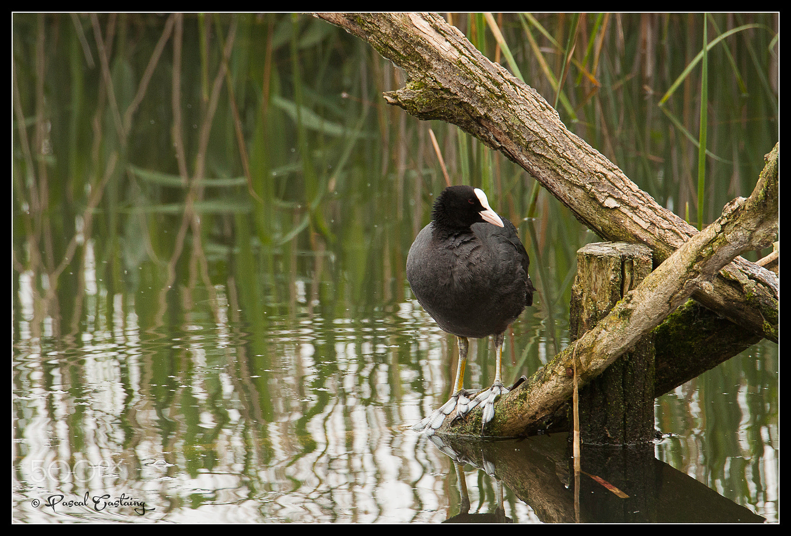 Tamron SP 150-600mm F5-6.3 Di VC USD sample photo. Moorhen st quentin yvelines photography