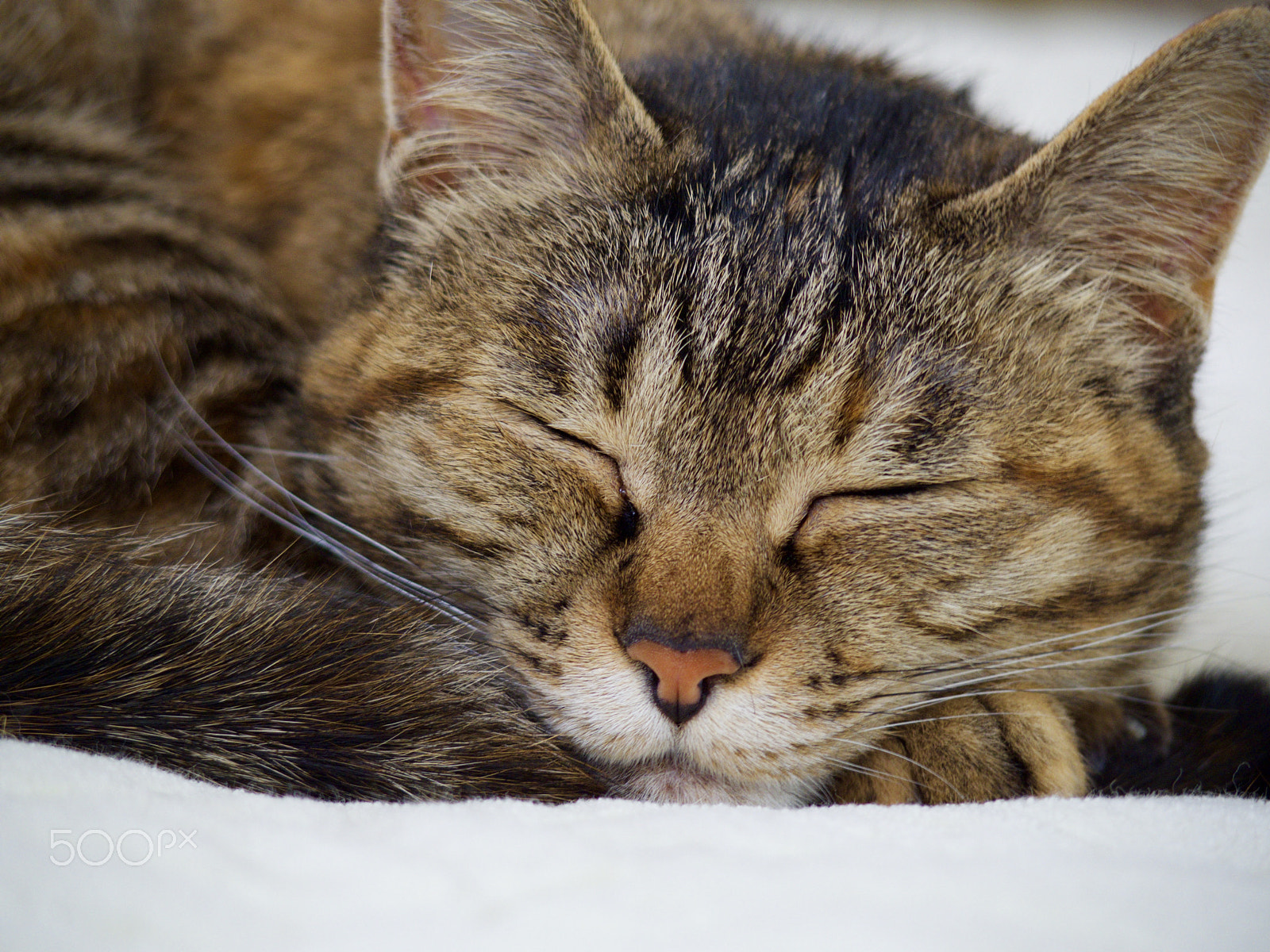 Pentax Q7 + Pentax 06 Telephoto 15-45mm sample photo. Sleep cat photography