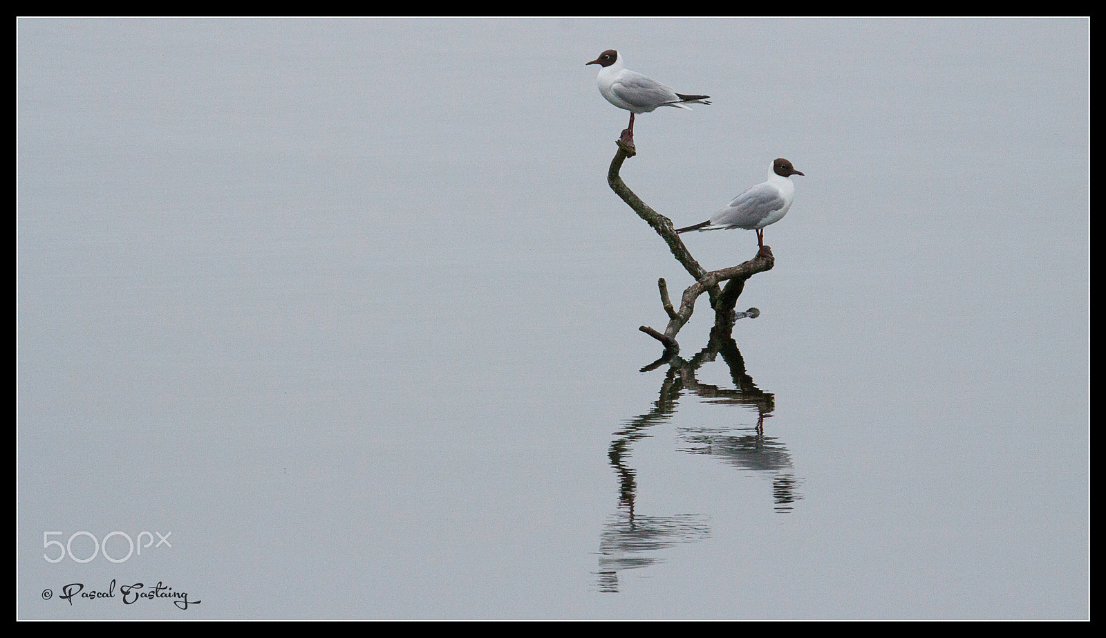 Tamron SP 150-600mm F5-6.3 Di VC USD sample photo. Landing & landing crash st quentin yvelines photography
