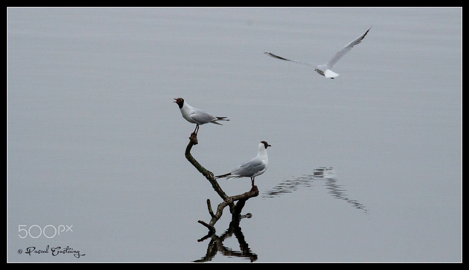 Tamron SP 150-600mm F5-6.3 Di VC USD sample photo. Landing & landing crash st quentin yvelines photography