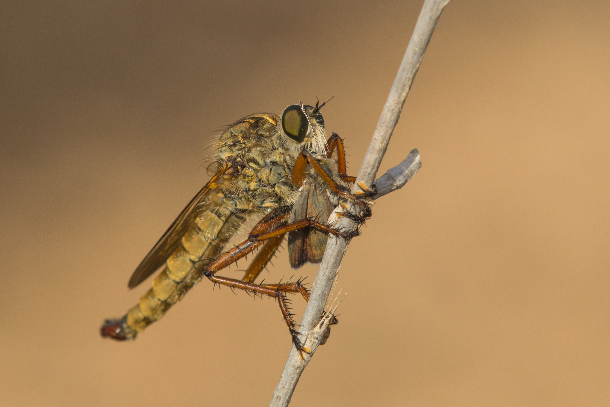 Tamron SP AF 180mm F3.5 Di LD (IF) Macro sample photo. Robber fly photography