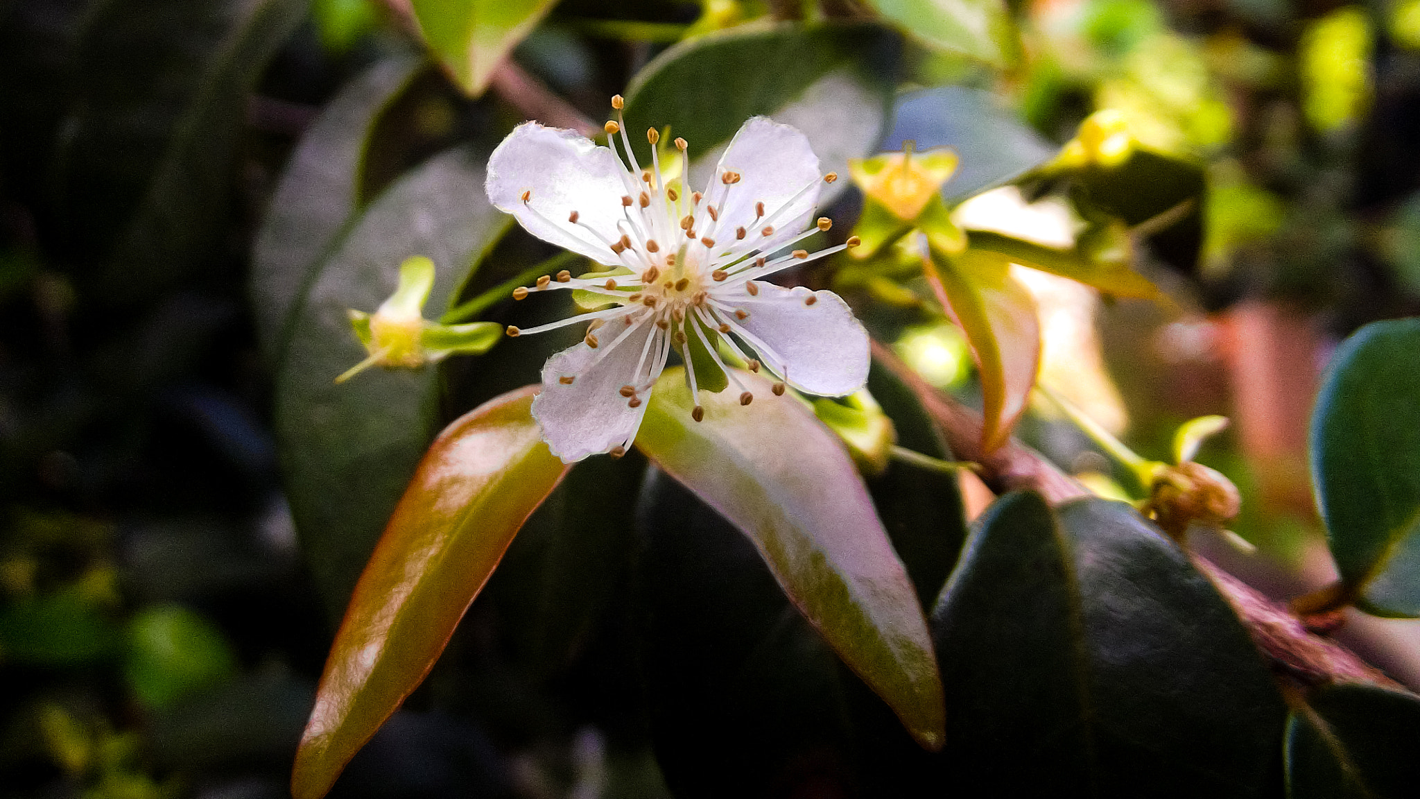 Pitanga Flower