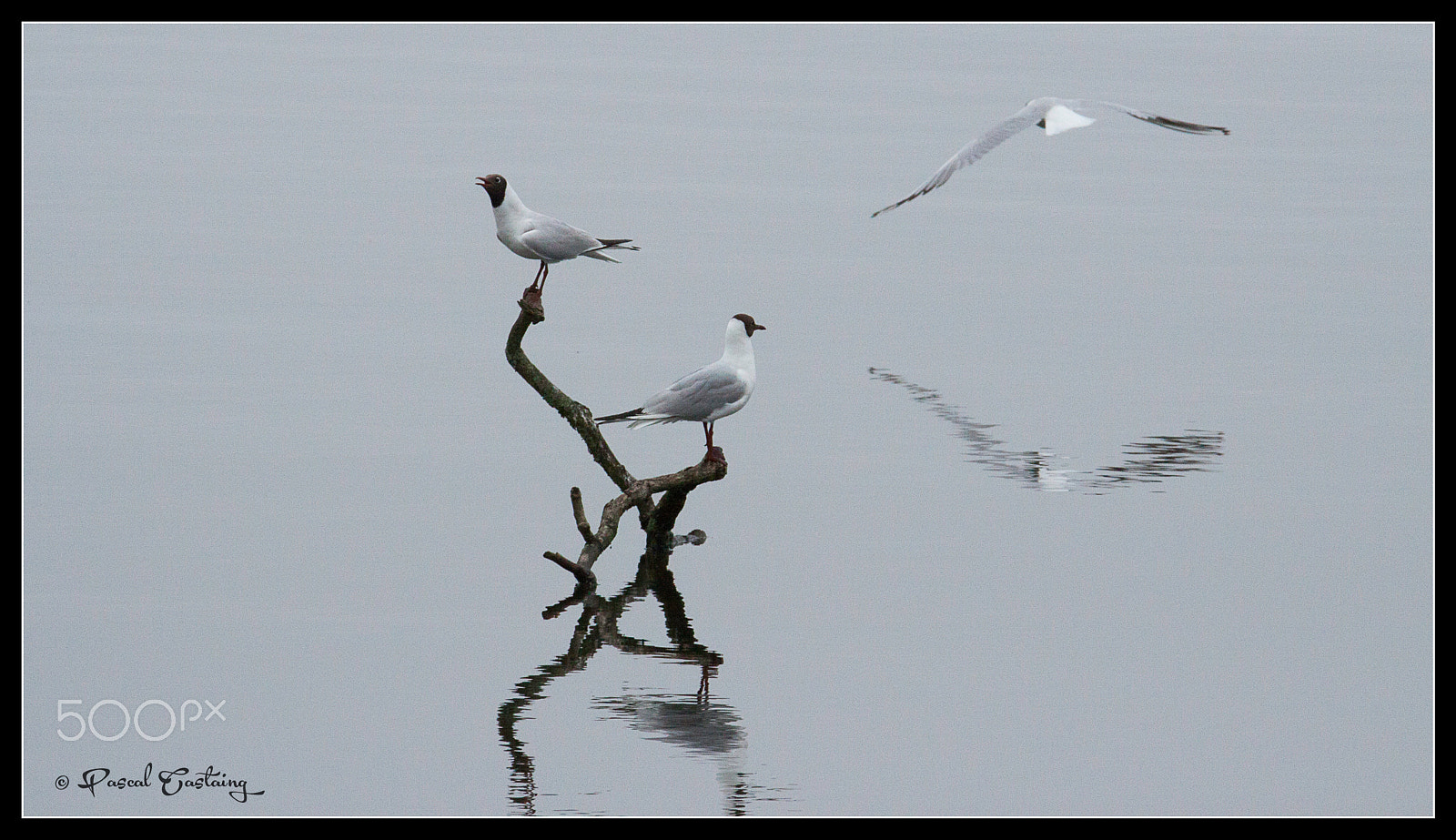 Tamron SP 150-600mm F5-6.3 Di VC USD sample photo. Landing & landing crash st quentin yvelines photography