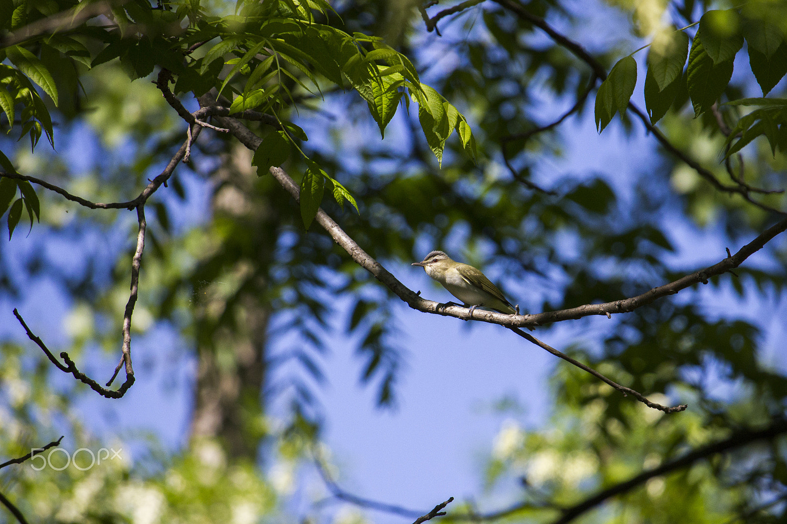 Canon EF-S 55-250mm F4-5.6 IS STM sample photo. Songbird photography
