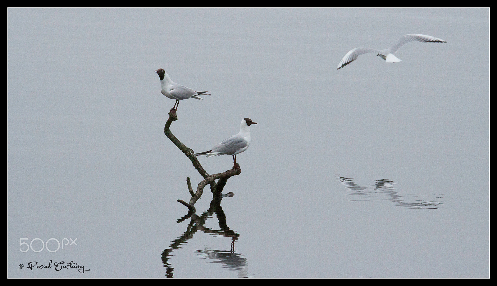 Tamron SP 150-600mm F5-6.3 Di VC USD sample photo. Landing & landing crash st quentin yvelines photography