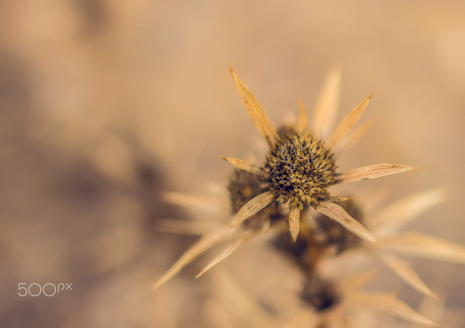 Sigma 28mm f/1.8 DG Macro EX sample photo. Spend the winter photography