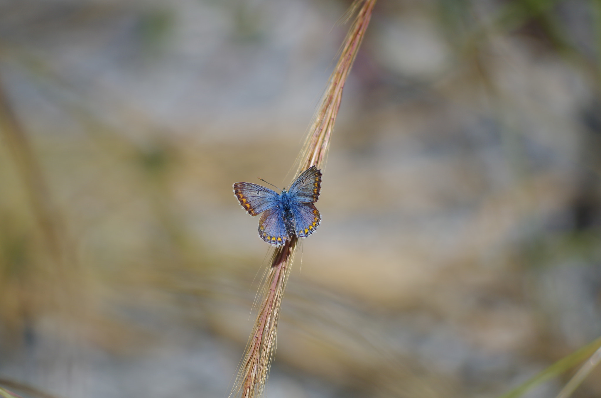 HD Pentax DA 55-300mm F4.0-5.8 ED WR sample photo. Gold over blue photography