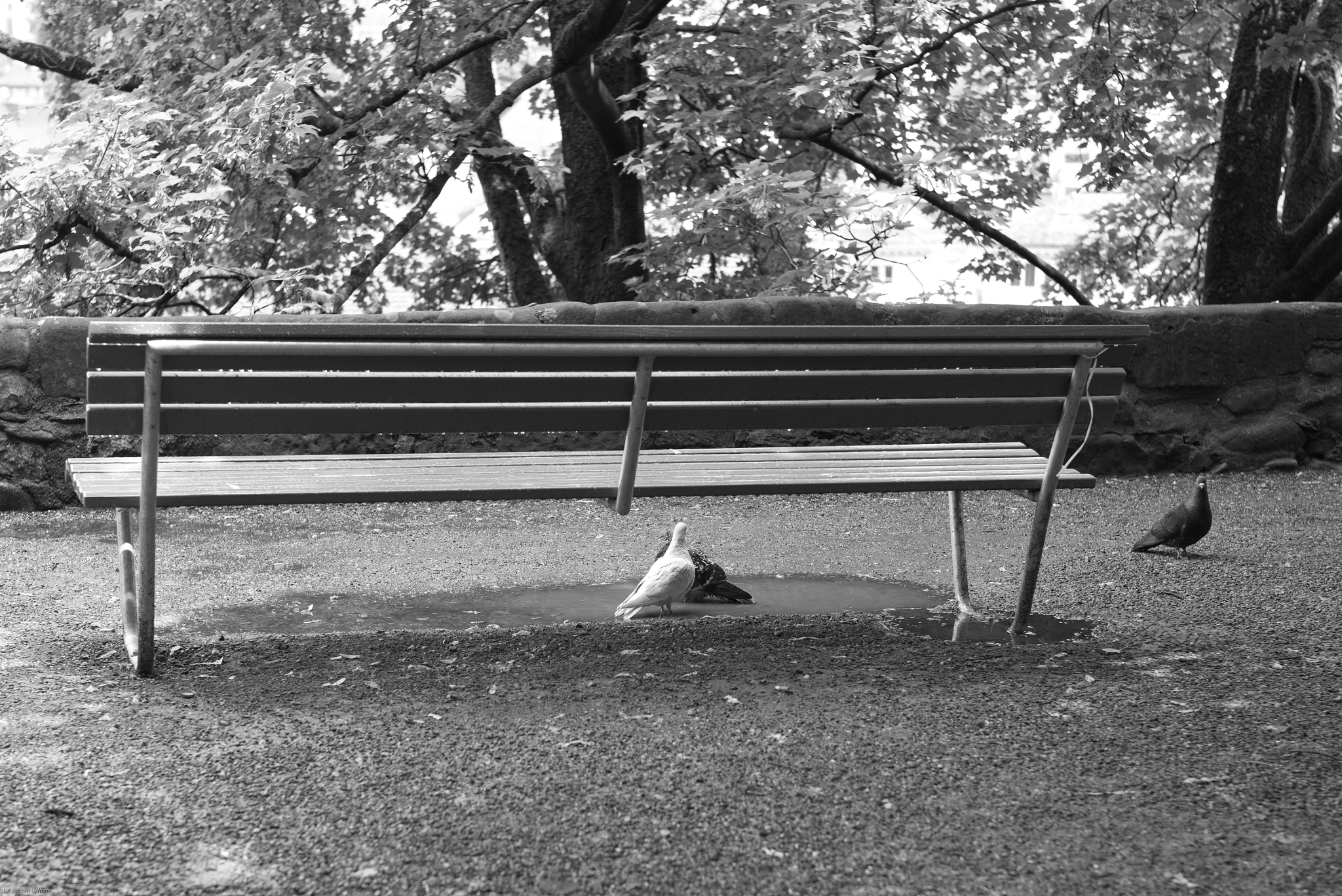Leica Summilux-M 50mm F1.4 ASPH sample photo. Pigeons photography
