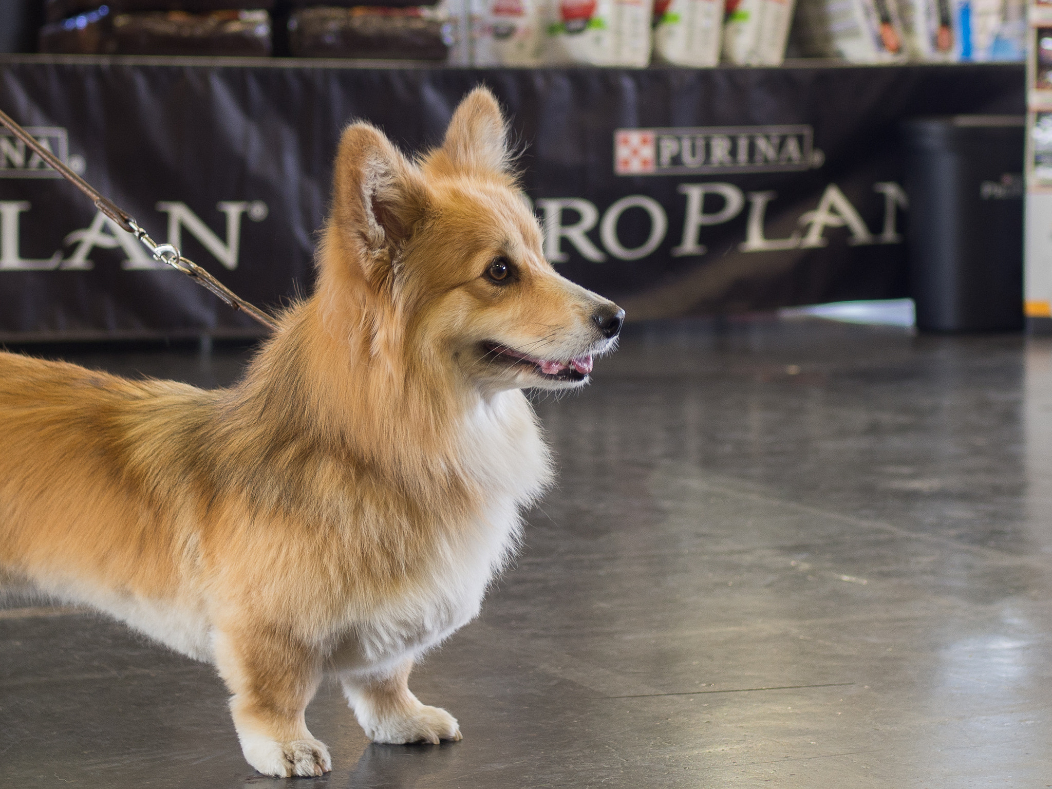 Olympus OM-D E-M10 II + Olympus M.Zuiko Digital 25mm F1.8 sample photo. Corgi love photography