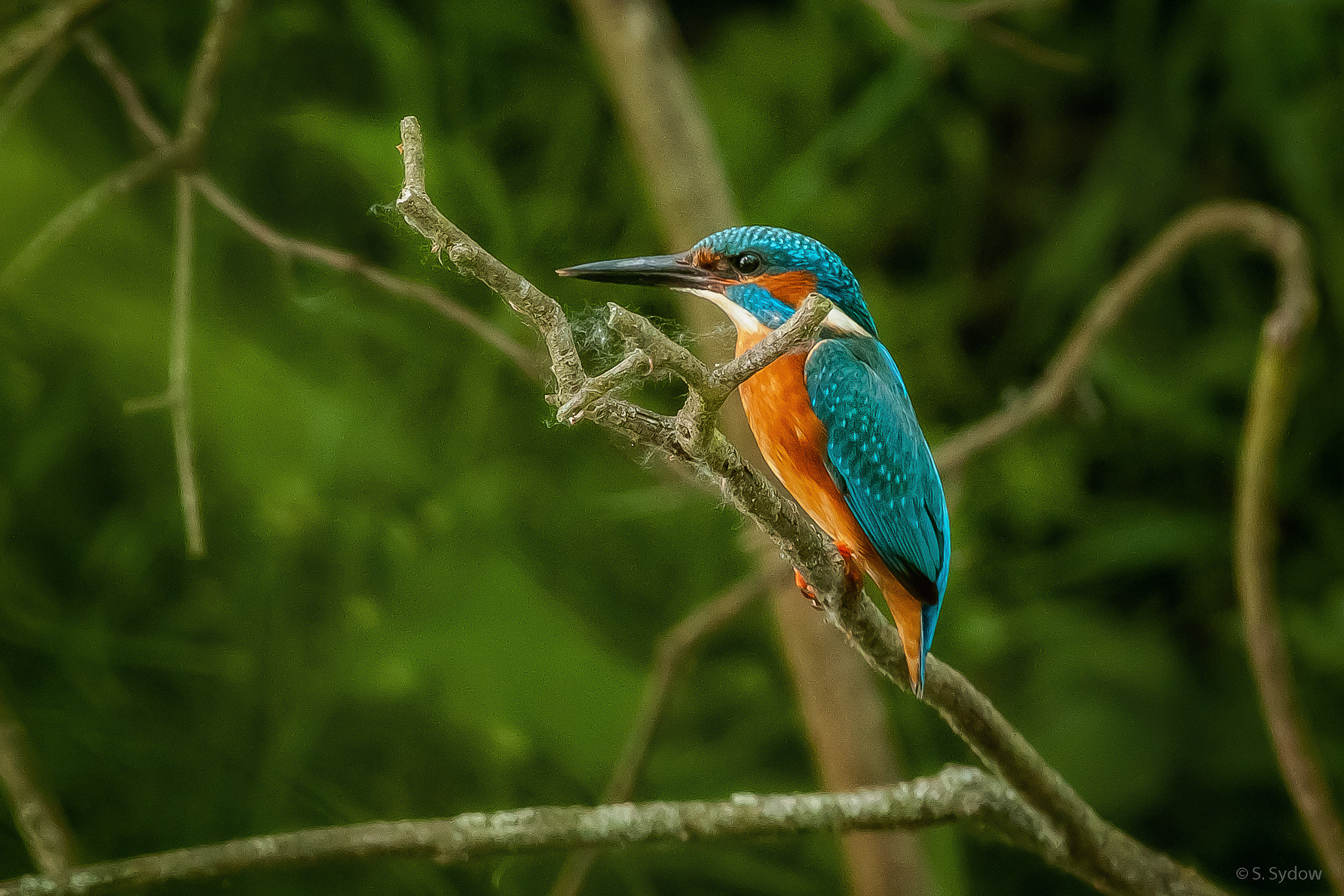 Canon EF 100-400mm F4.5-5.6L IS USM sample photo. Kingfisher photography