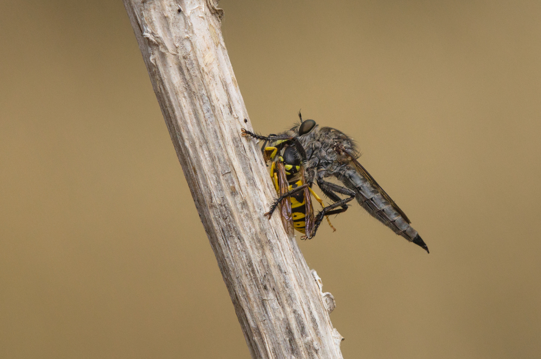 Tamron SP AF 180mm F3.5 Di LD (IF) Macro sample photo. Robber fly eating a wasp photography