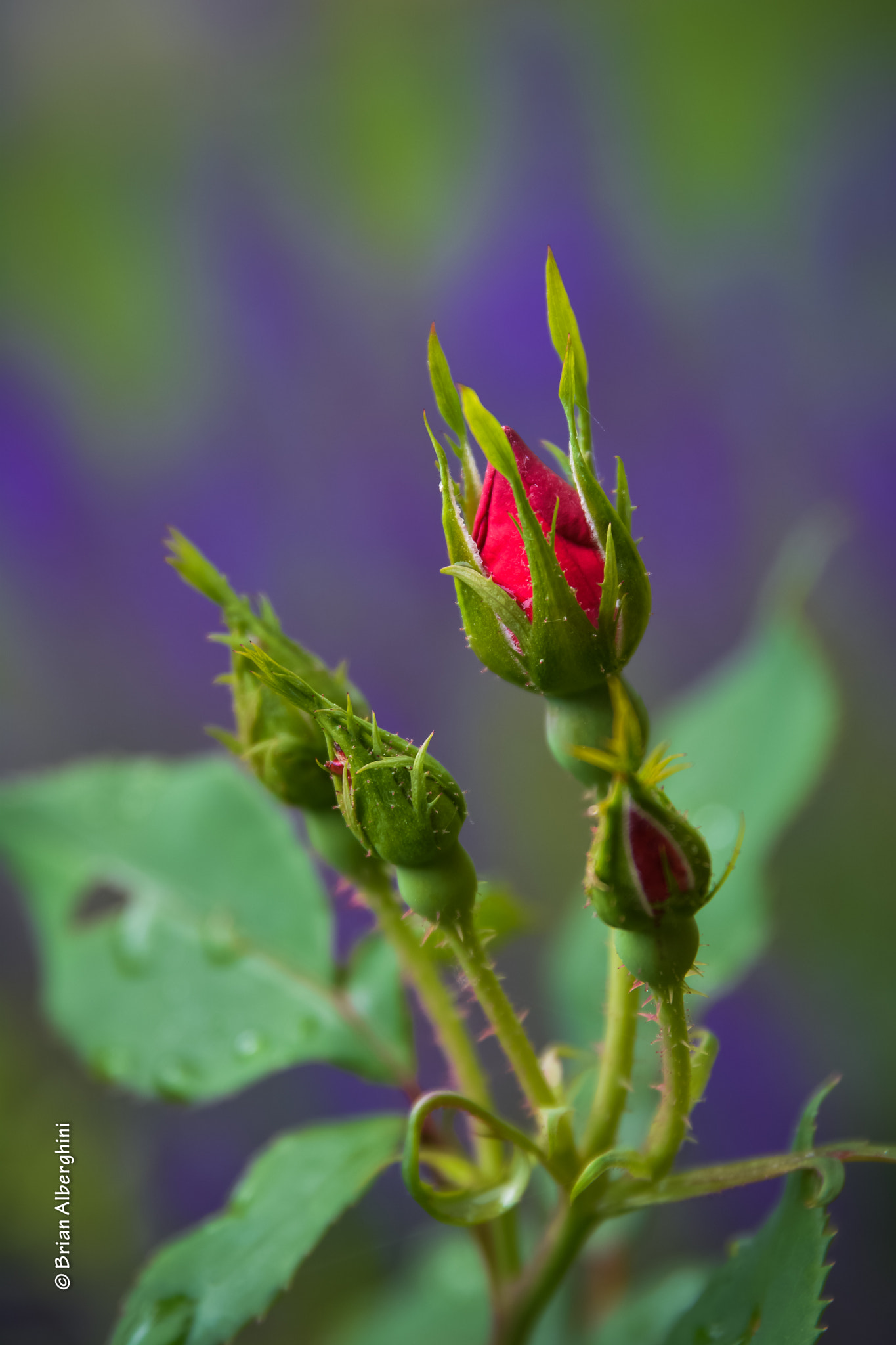 Nikon D7100 + Sigma 24-105mm F4 DG OS HSM Art sample photo. A rose bud photography
