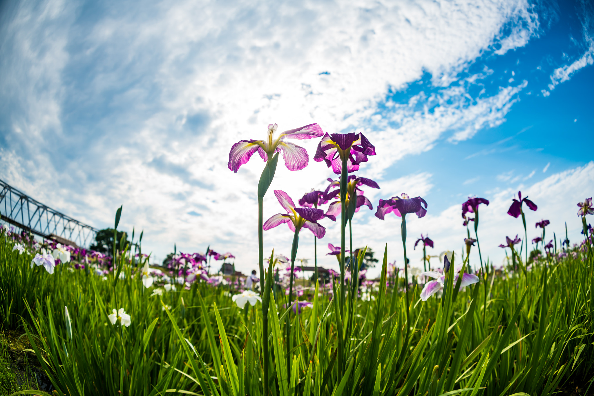 Sony a7R II + Sony 16mm F2.8 Fisheye sample photo. Sweet flag blooming photography