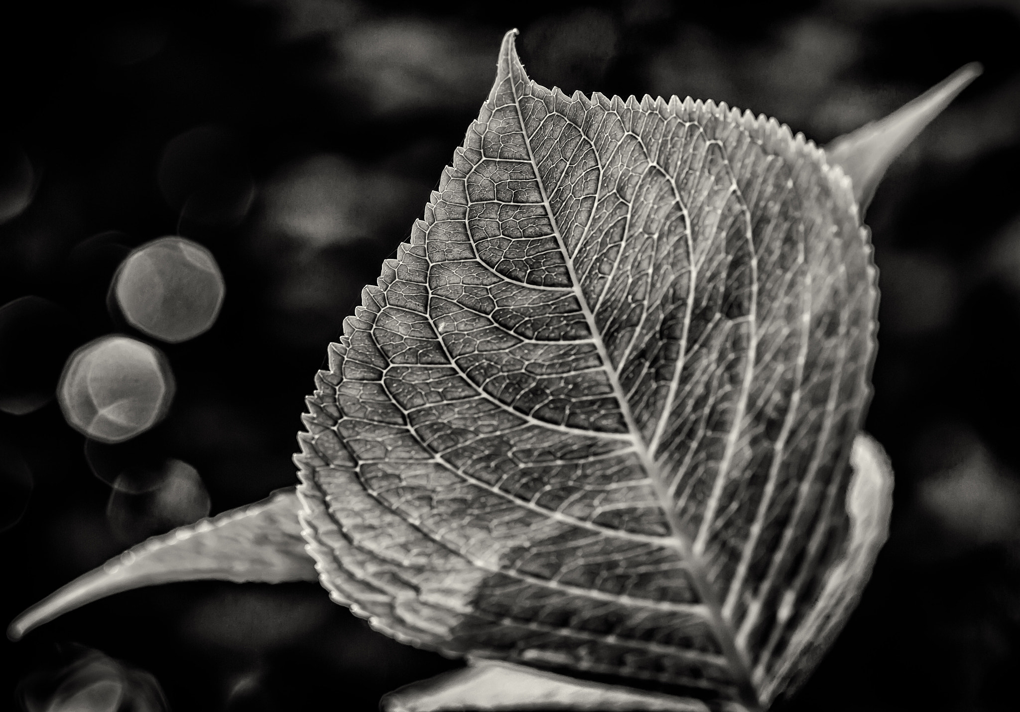 Canon EF 100mm F2.8 Macro USM sample photo. Grain in b&w photography