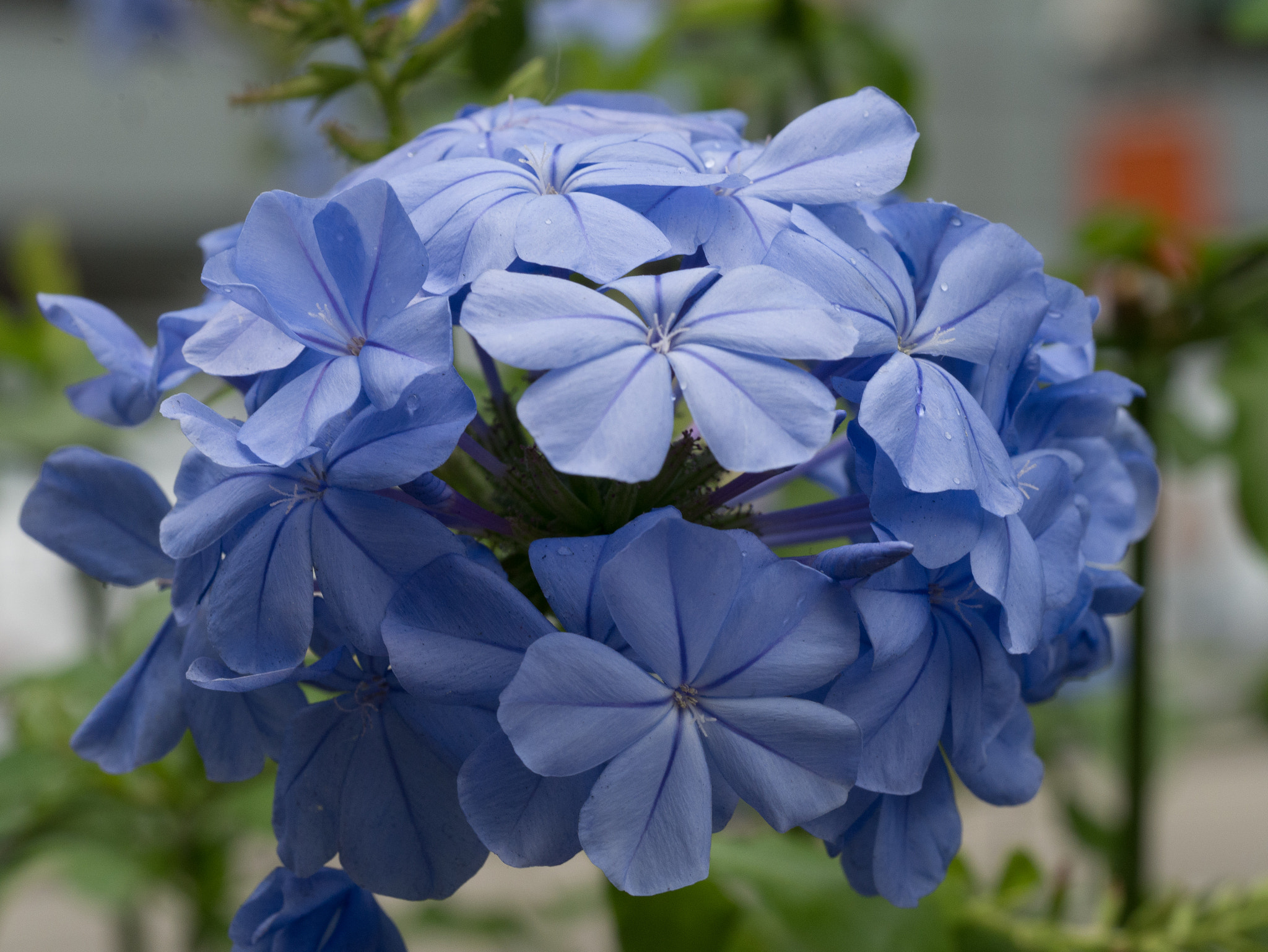 Olympus M.Zuiko Digital ED 60mm F2.8 Macro sample photo. Hydrangea at bryant park photography