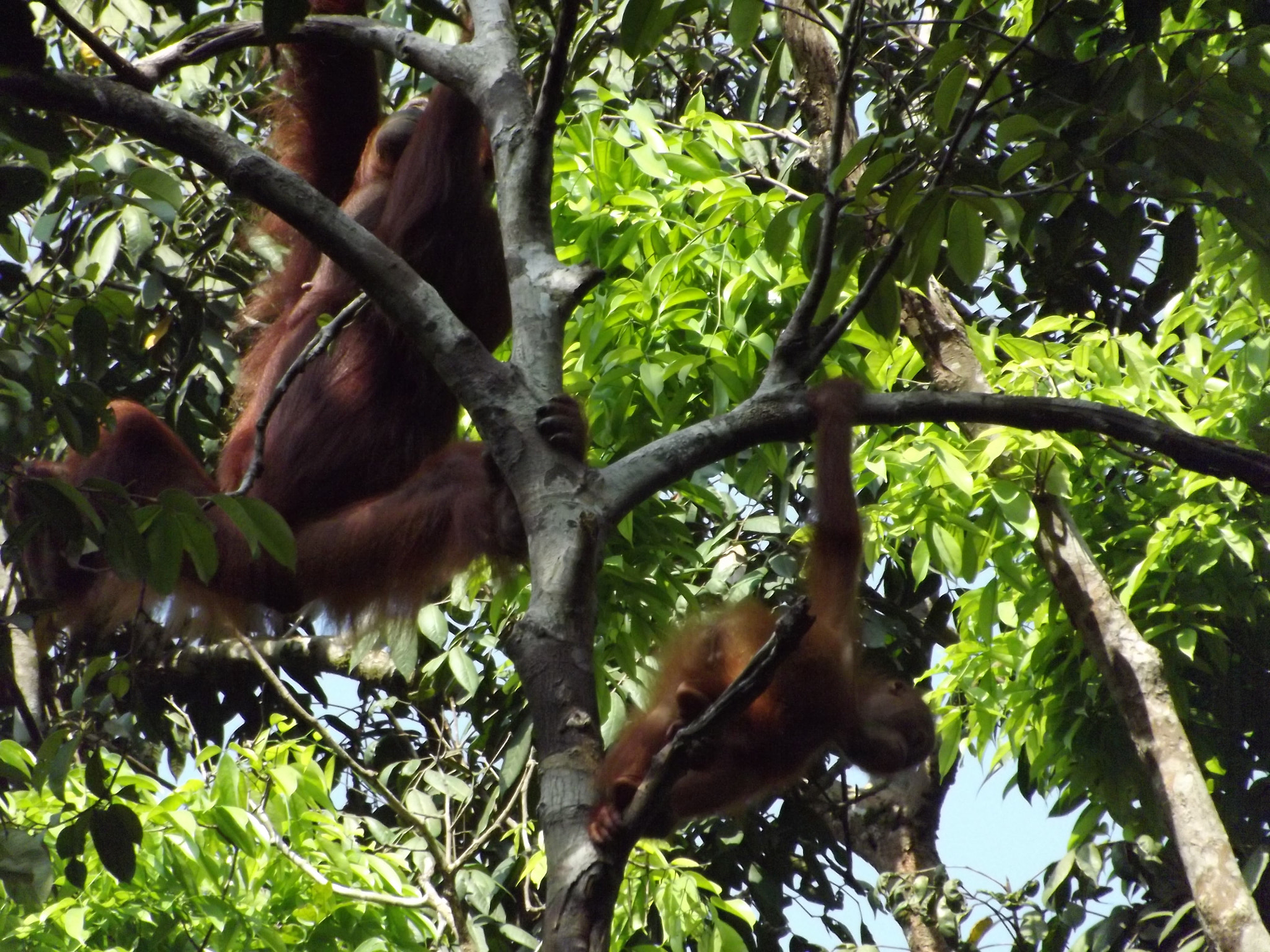 Fujifilm FinePix S3400 sample photo. Orangutan playing in trees photography
