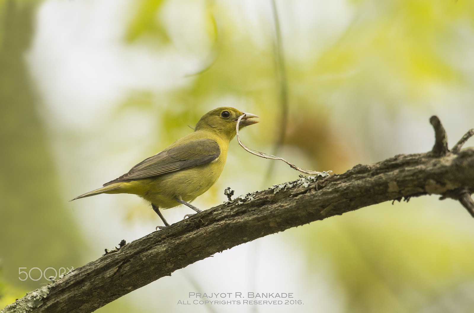 Nikon D7200 + Nikon AF-S Nikkor 500mm F4G ED VR sample photo. Scarlet tanager female photography