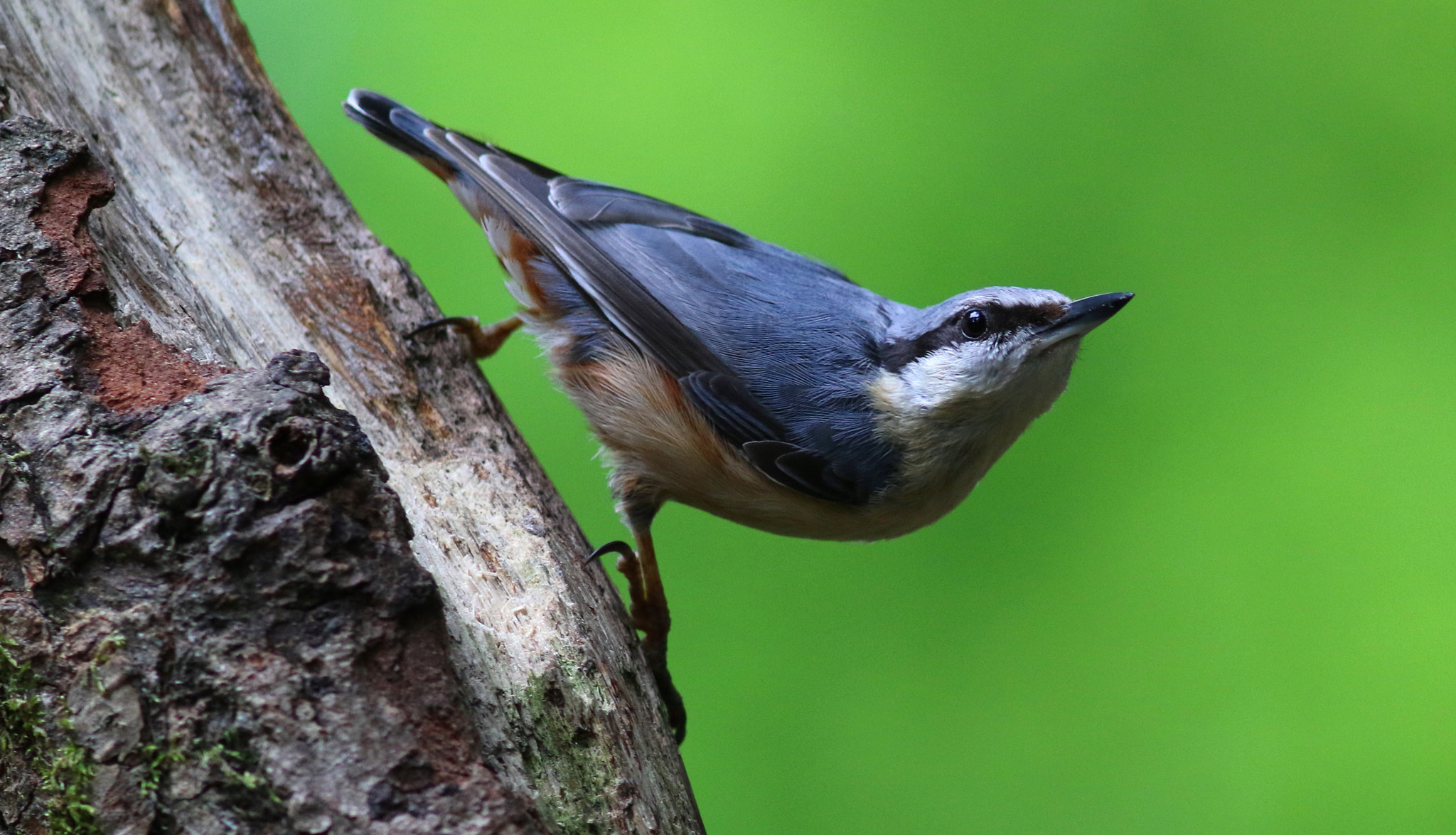Canon EF 300mm F4L IS USM sample photo. Nuthatch photography