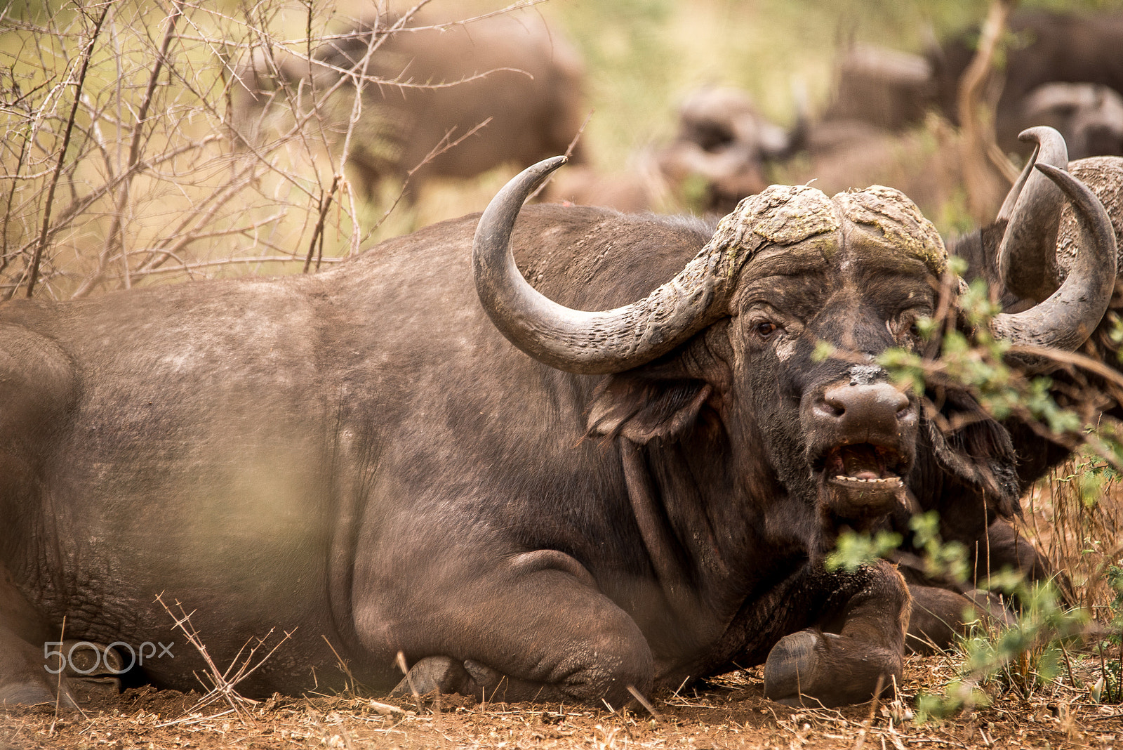 Sigma 120-400mm F4.5-5.6 DG OS HSM sample photo. Buffalo photography