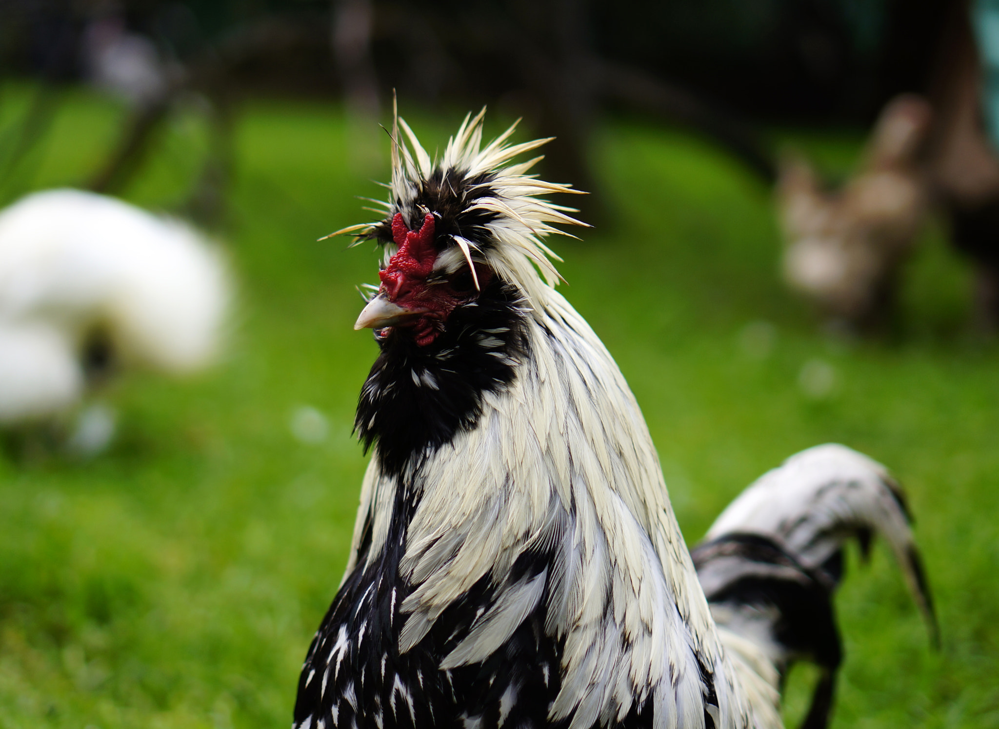 Sony E 35mm F1.8 OSS sample photo. Punk. photography