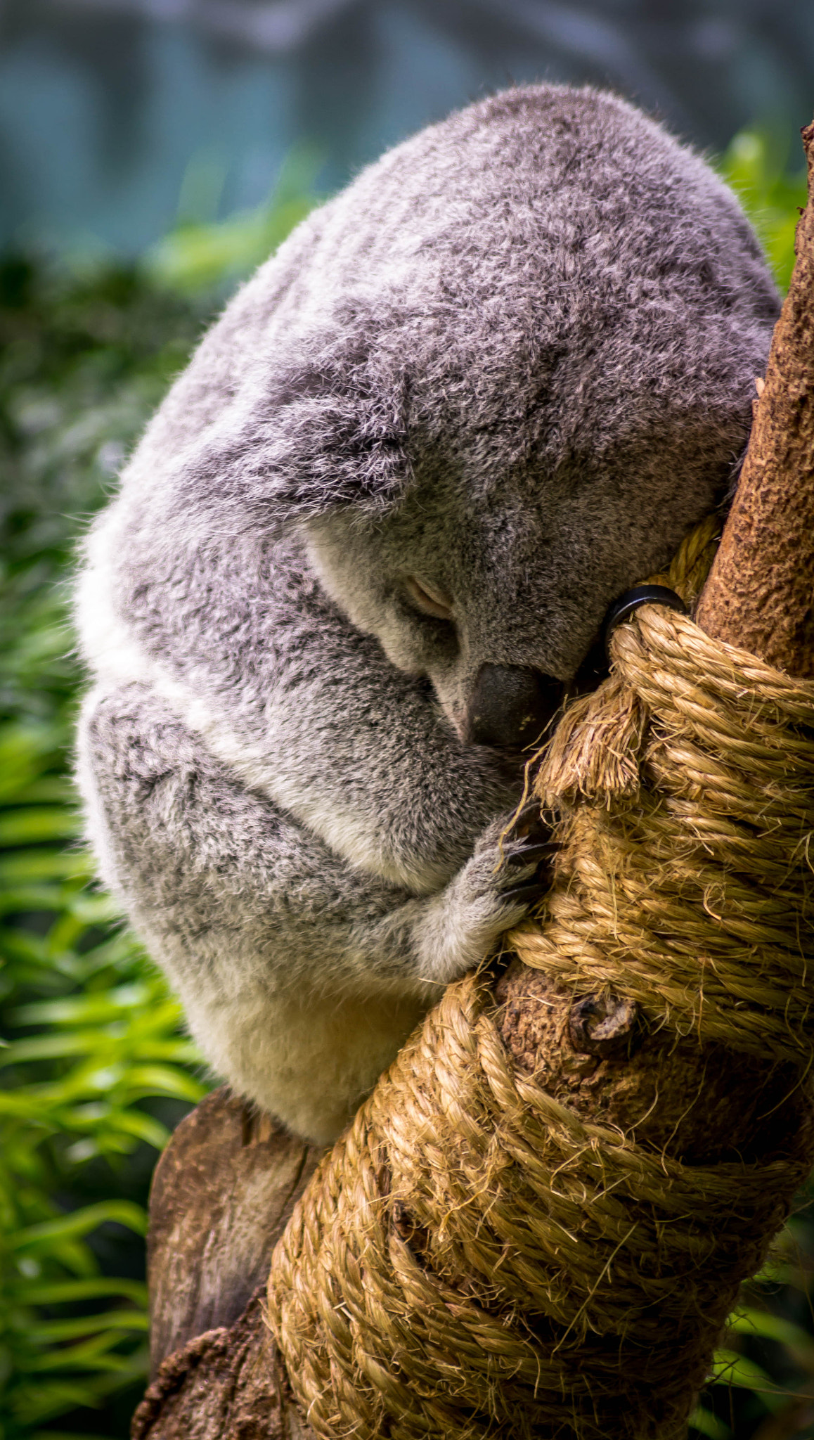 Sony 75-300mm F4.5-5.6 sample photo. Sleeping koala photography