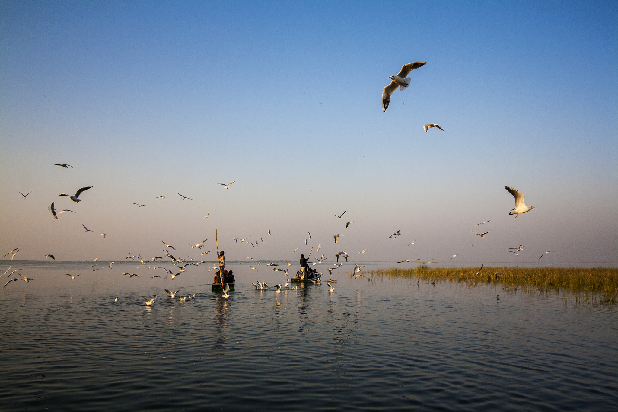 Canon EF-S 10-18mm F4.5–5.6 IS STM sample photo. The seagull attack photography