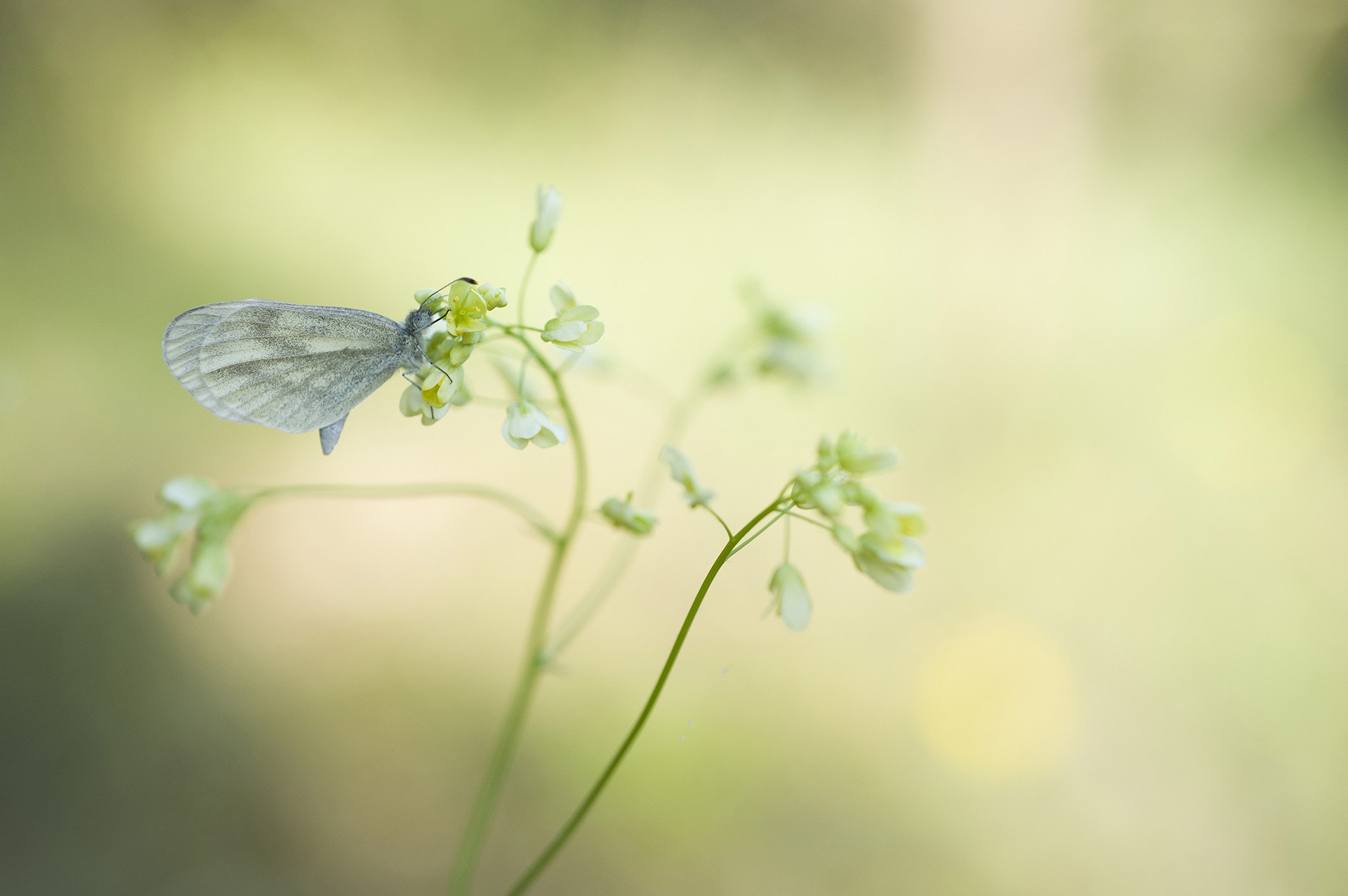 Nikon D700 + AF Micro-Nikkor 60mm f/2.8 sample photo. Piéride de la moutarde photography