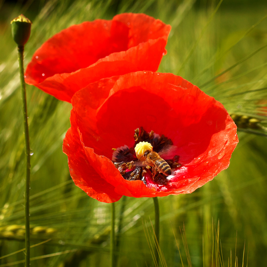 Canon EOS 50D + Canon EF 50mm F2.5 Macro sample photo. Be my guest ;) photography