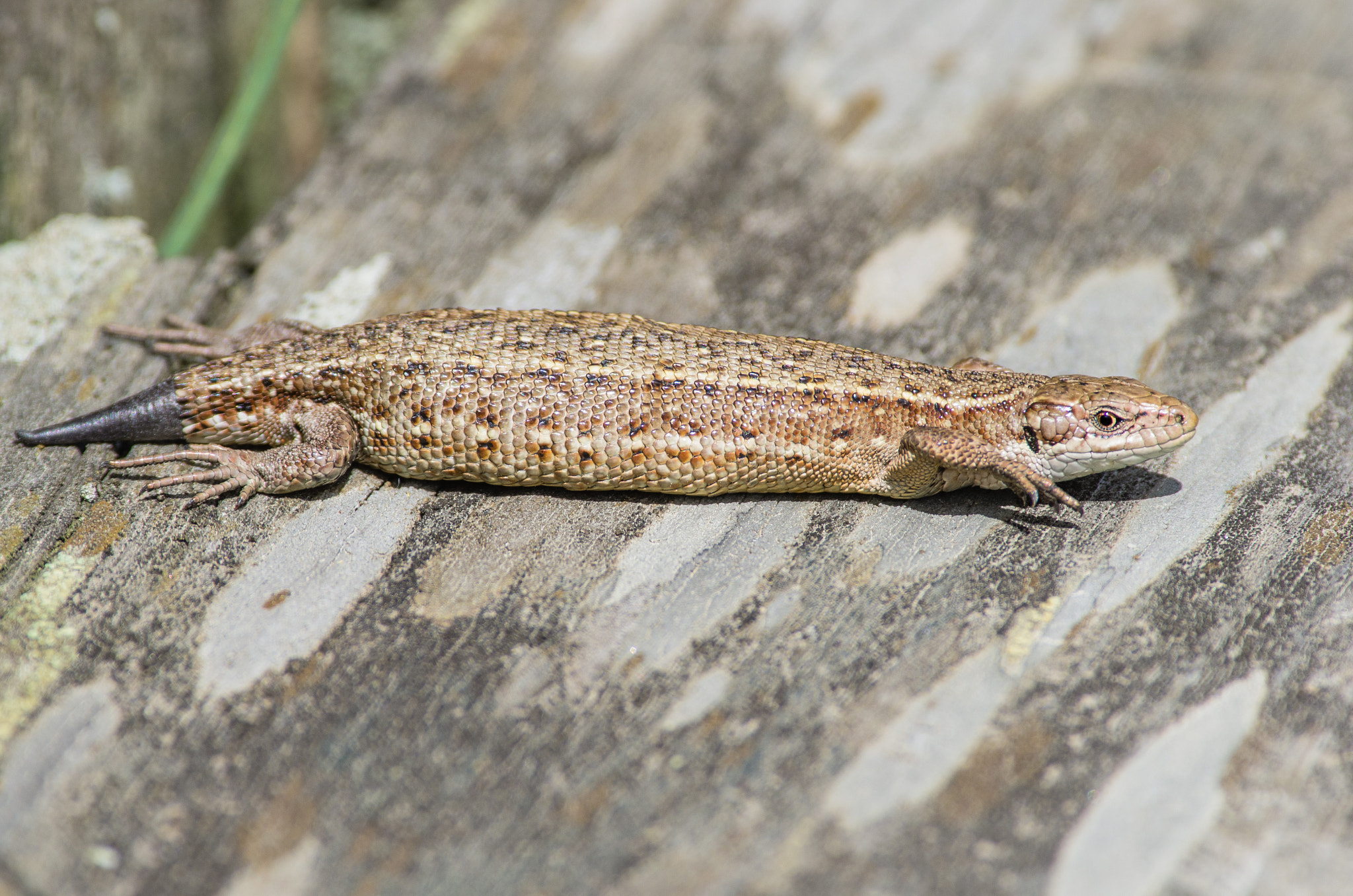 Pentax K-5 sample photo. Viviparous lizard photography
