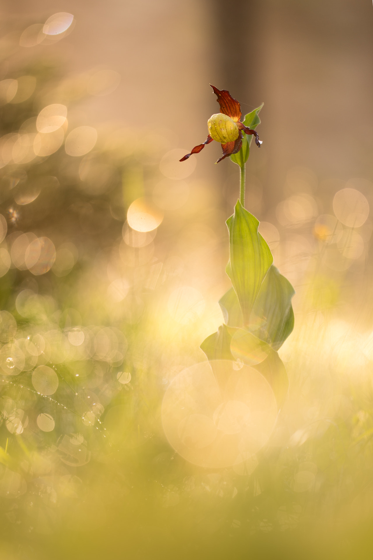 Sigma 150mm f/2.8 EX DG OS HSM APO Macro sample photo. Cypripedium calceolus photography