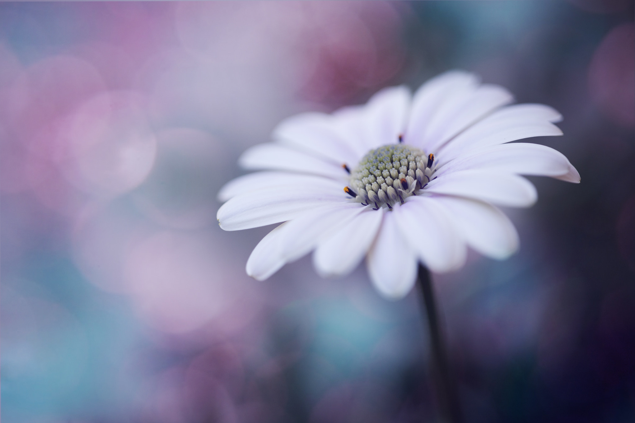 Sigma APO Macro 150mm f/2.8 EX DG HSM sample photo. Childhood blues photography