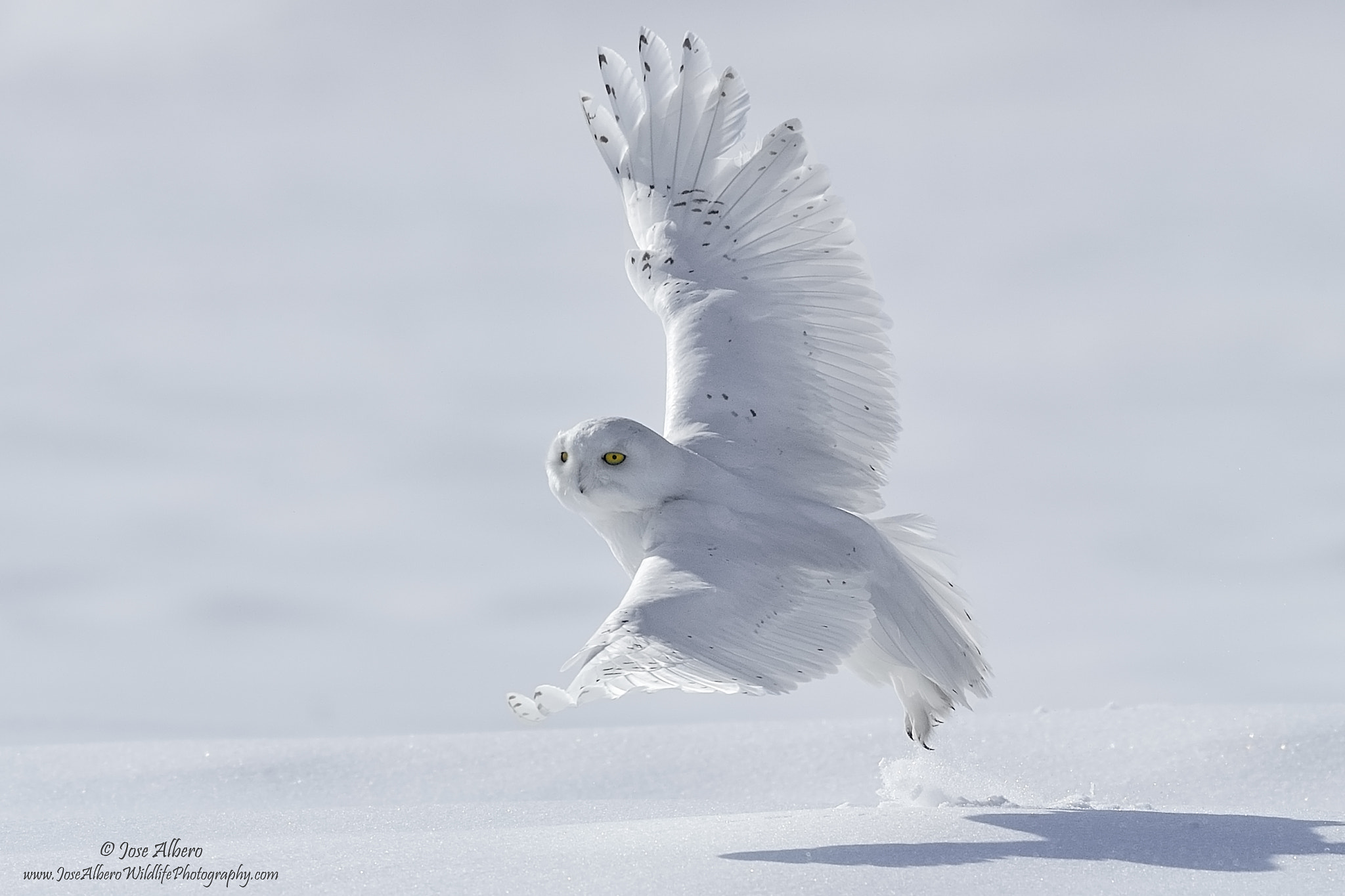 Nikon AF-S Nikkor 500mm F4D ED-IF II sample photo. Snowy elegance photography