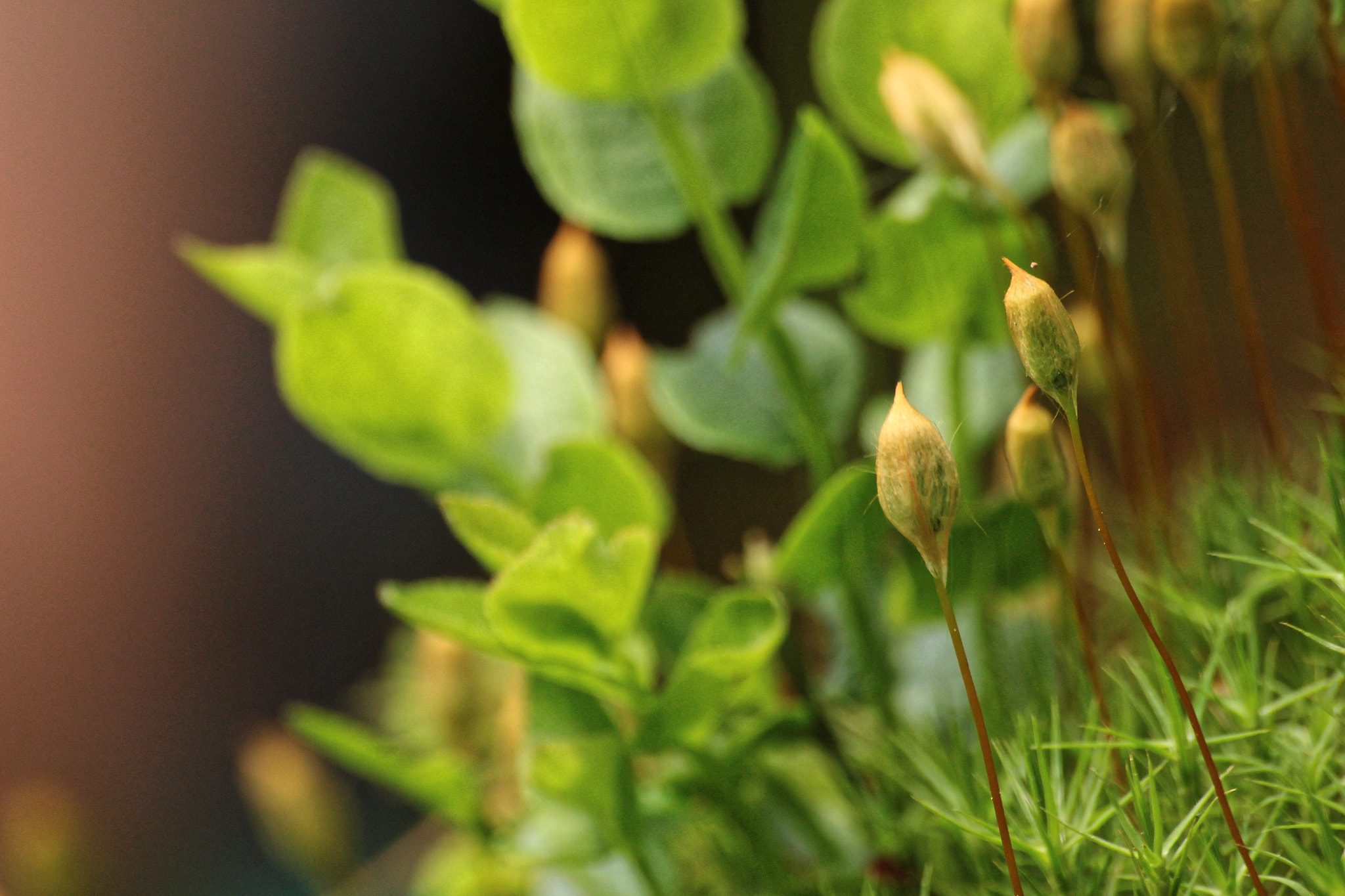 Sigma 70-300mm F4-5.6 APO DG Macro sample photo. Moss garden photography