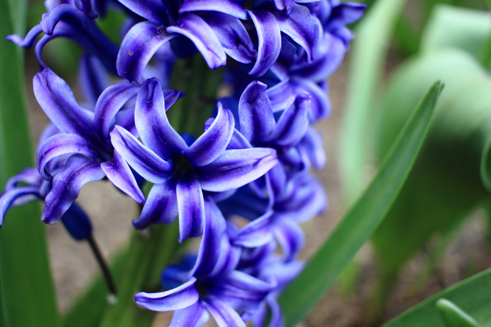 Canon EF-S 24mm F2.8 STM sample photo. Flowers photography