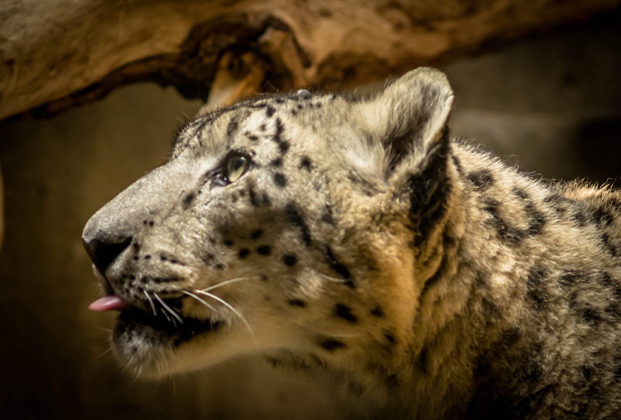 Sony SLT-A55 (SLT-A55V) + Sigma 70-300mm F4-5.6 DL Macro sample photo. Snow leopard photography