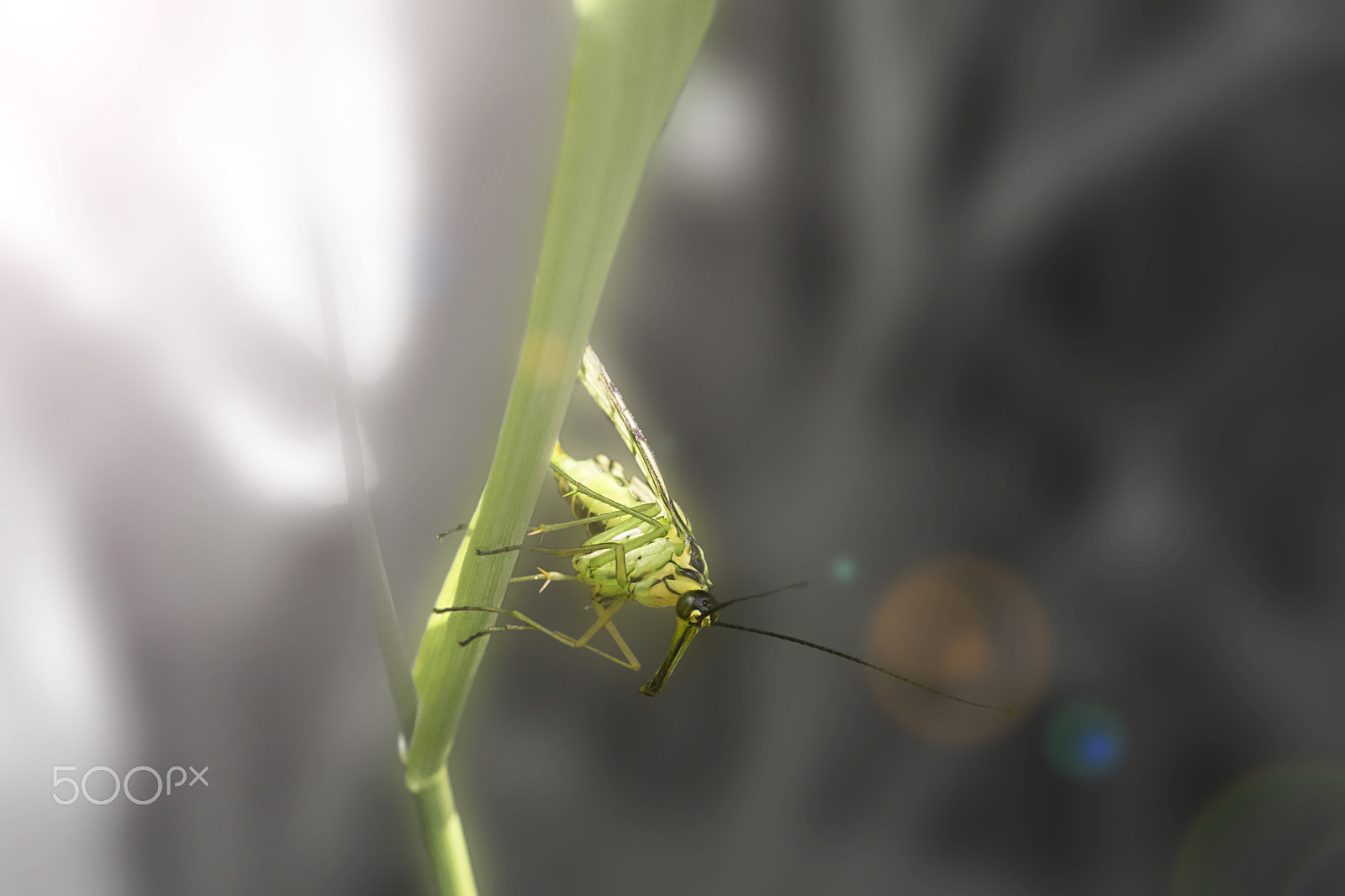 Nikon AF-S DX Micro Nikkor 40mm F2.8 sample photo. A bugs life photography