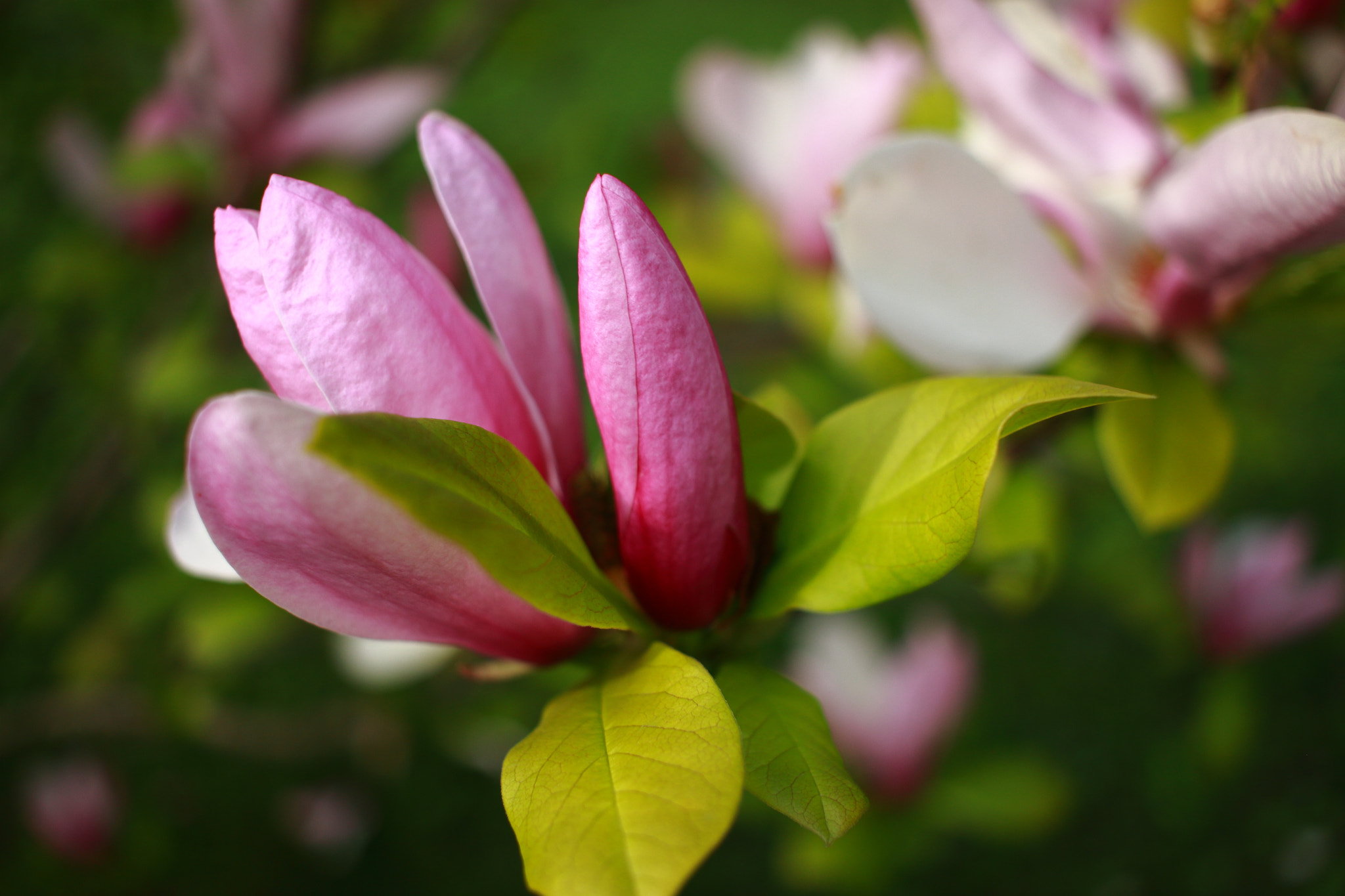 Canon EF-S 24mm F2.8 STM sample photo. Pink flower photography
