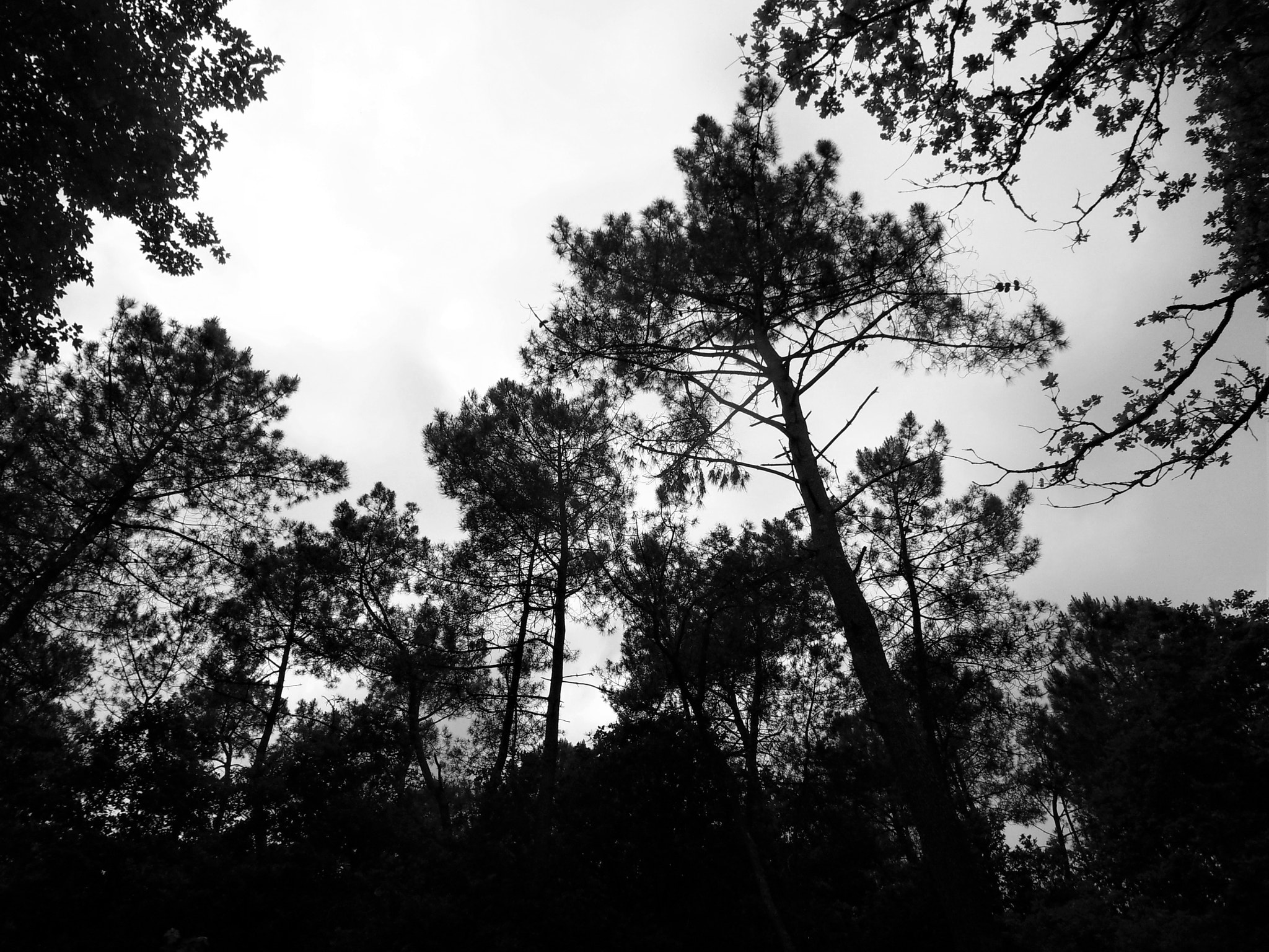 Samsung WB500, WB510 / VLUU WB500 /  HZ10W sample photo. Pines photography