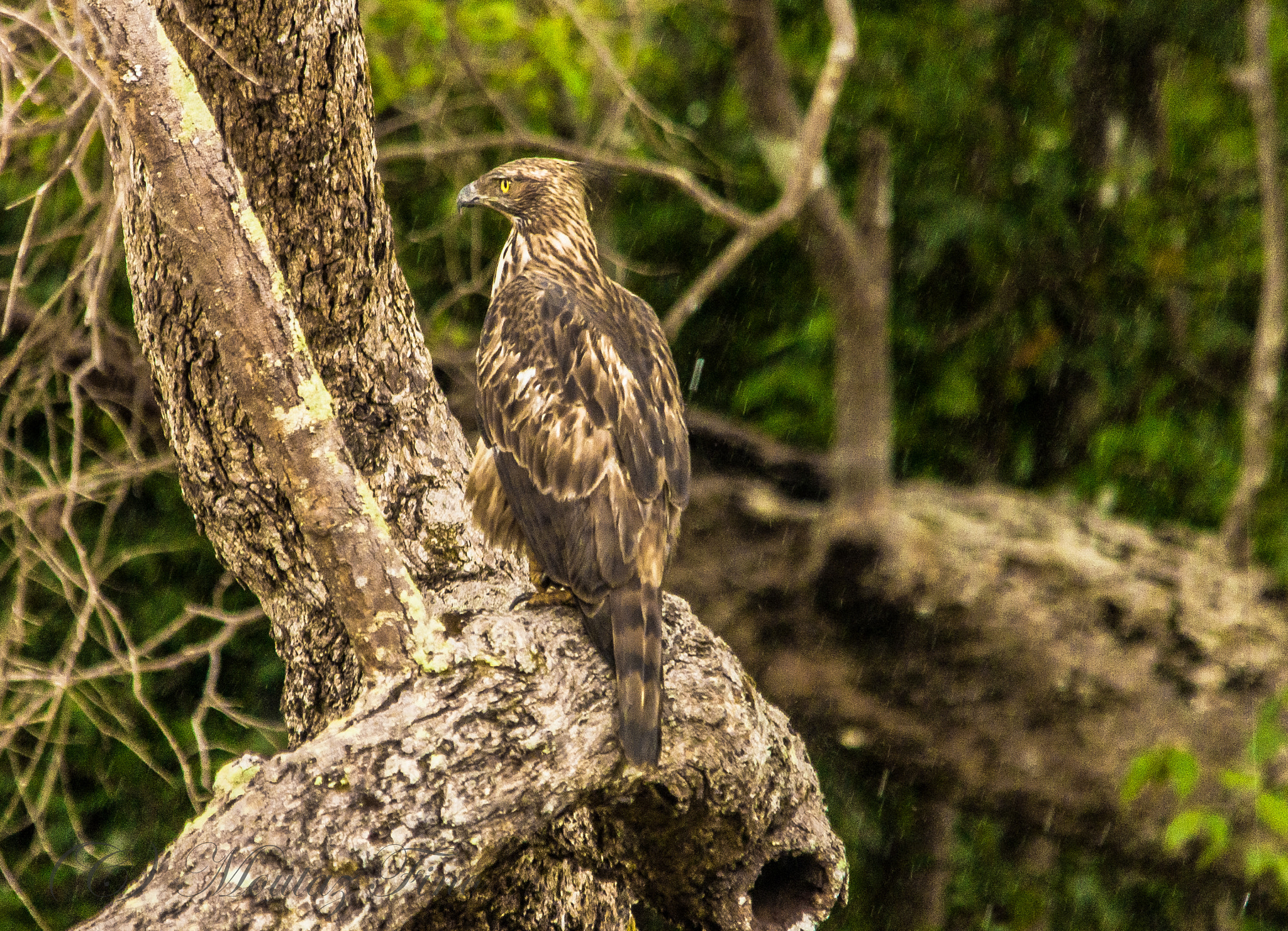 Sigma 150-500mm F5-6.3 DG OS HSM sample photo. Changeable hawk eagle photography